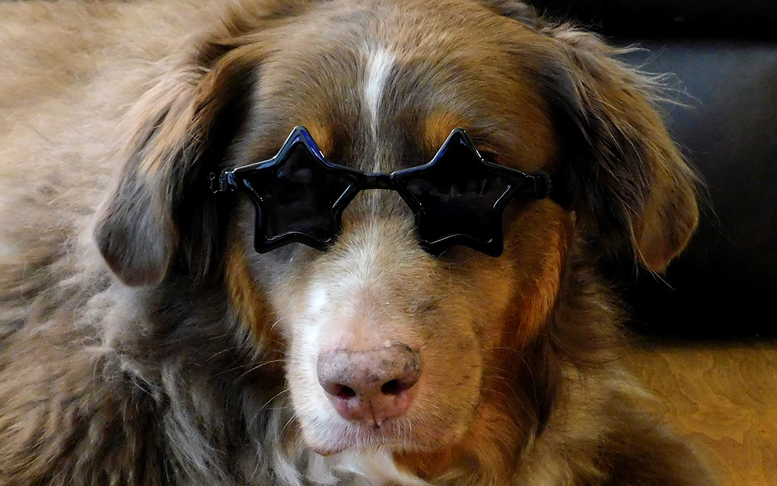 G045-Jnst Dog 15-25Lbs Small To Medium Breeds Star Shape Costume Puppy Cat Pet Sunglasses (Black)