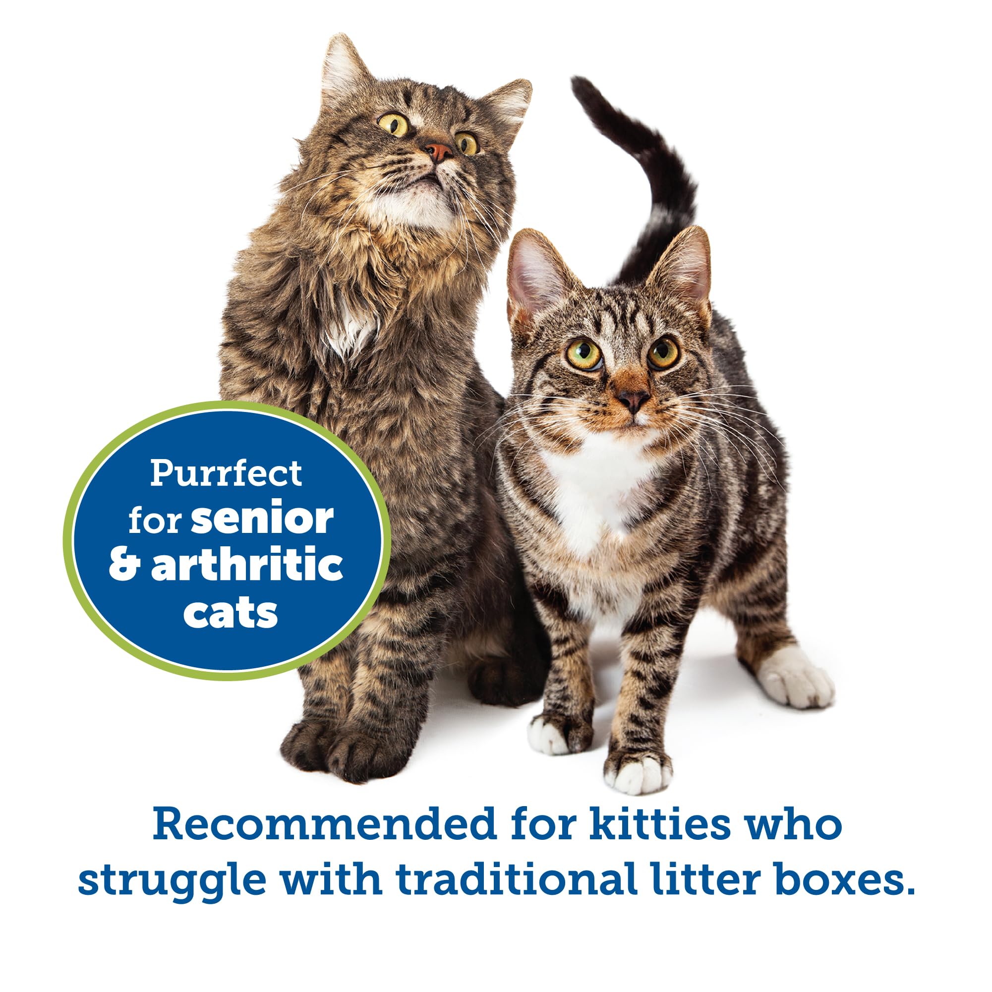 Kittygohere Senior Cat Litter Box 1 Pack, Small Storybook Lavender Low Entrance Kitty Litter Box, Perfect For Senior And Arthrit