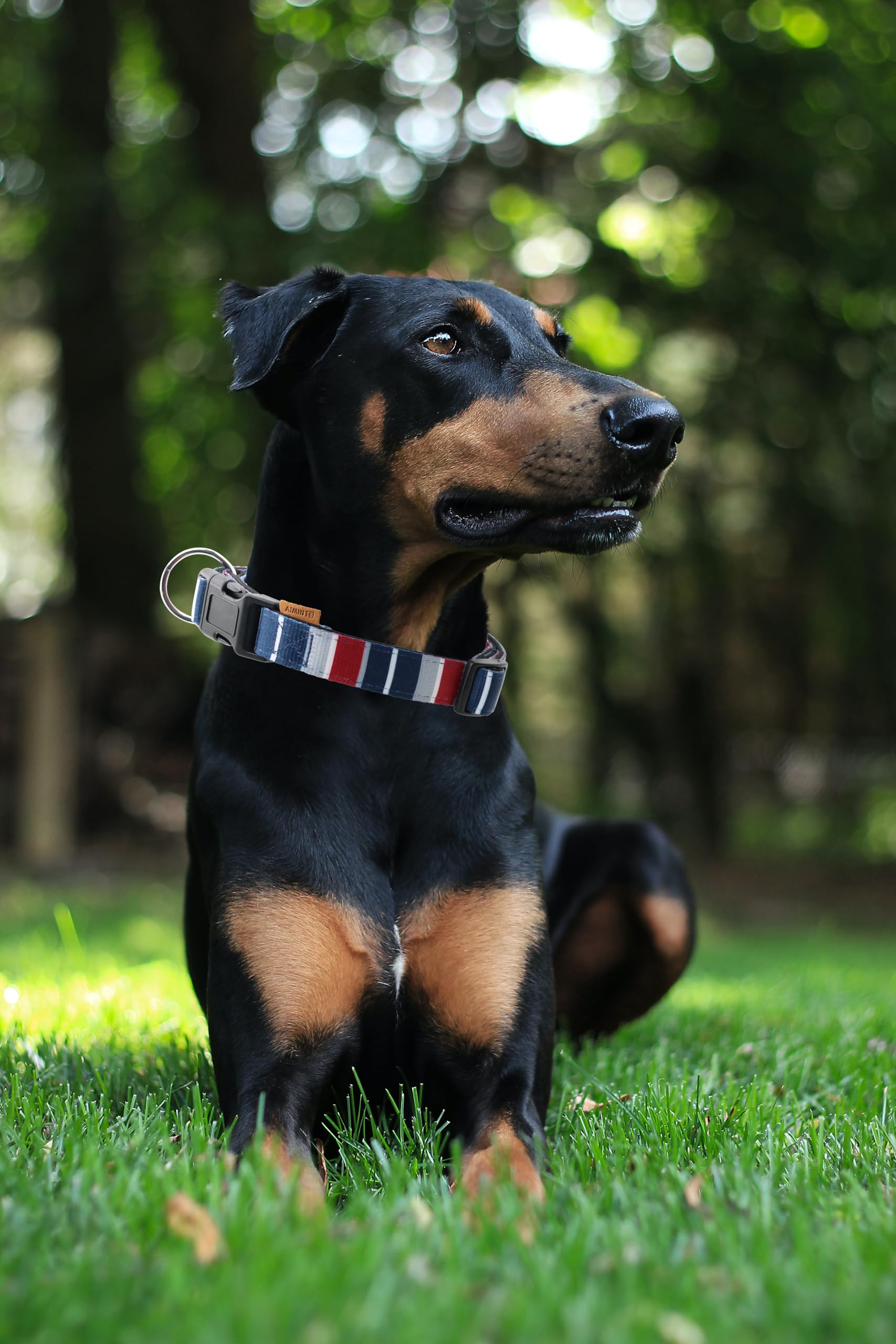 Aiminto Dog Collar, Cute Multi Stripe Pattern, Neoprene Padded And Adjustable Collar With Quick Release Buckle, Reinforced Struc