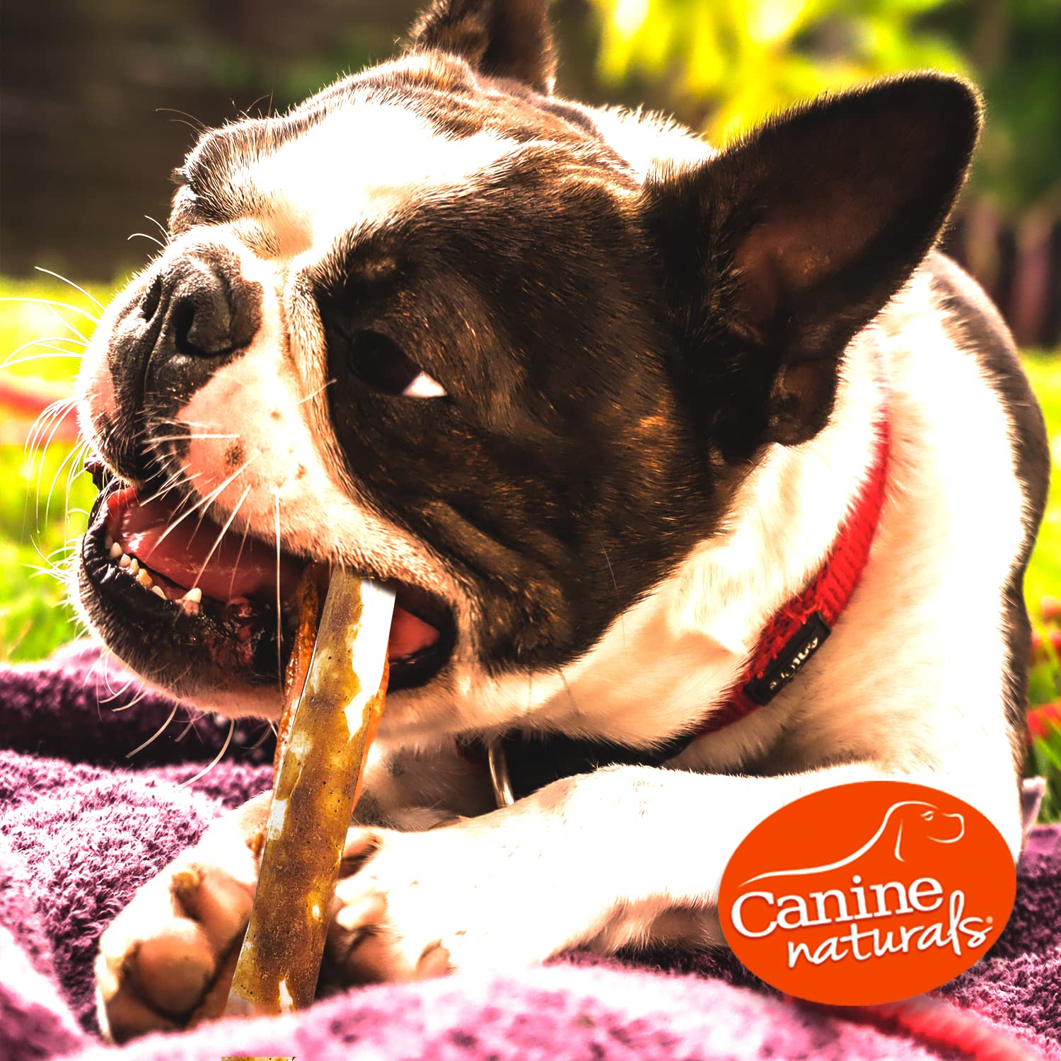 Canine Naturals Peanut Butter Chew Dog Treats - Rawhide Free, All-Natural, 10 Pack of 5 Inch Brown Chews