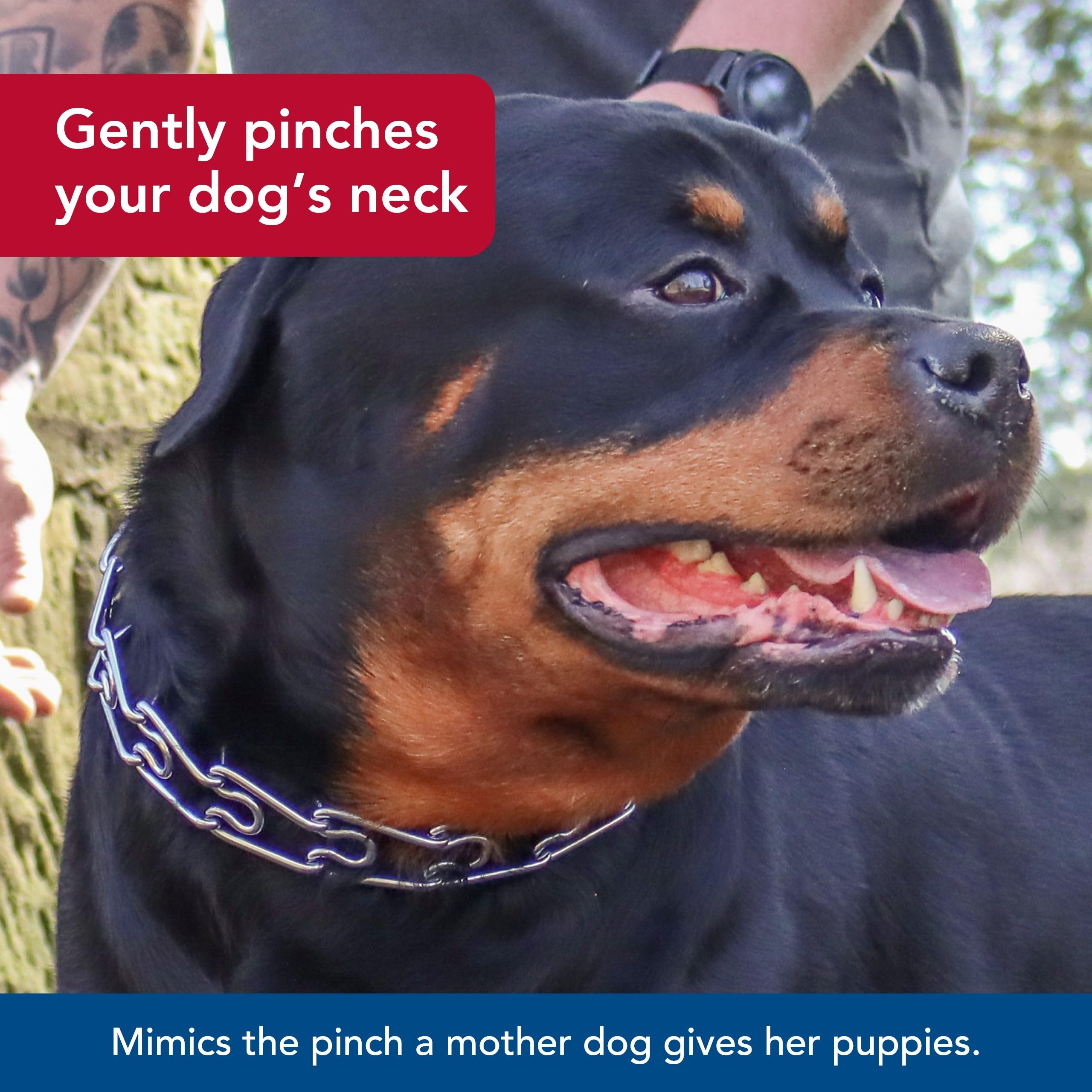 Coastal Pet Titan Dog Prong Training Collar - Pet Training Collar For Dogs - Rust-Resistant Metal Dog Collar For Dog Training - Prong Dog Chain Collar - Quality Dog Supplies - 3.3 Mm X 20'