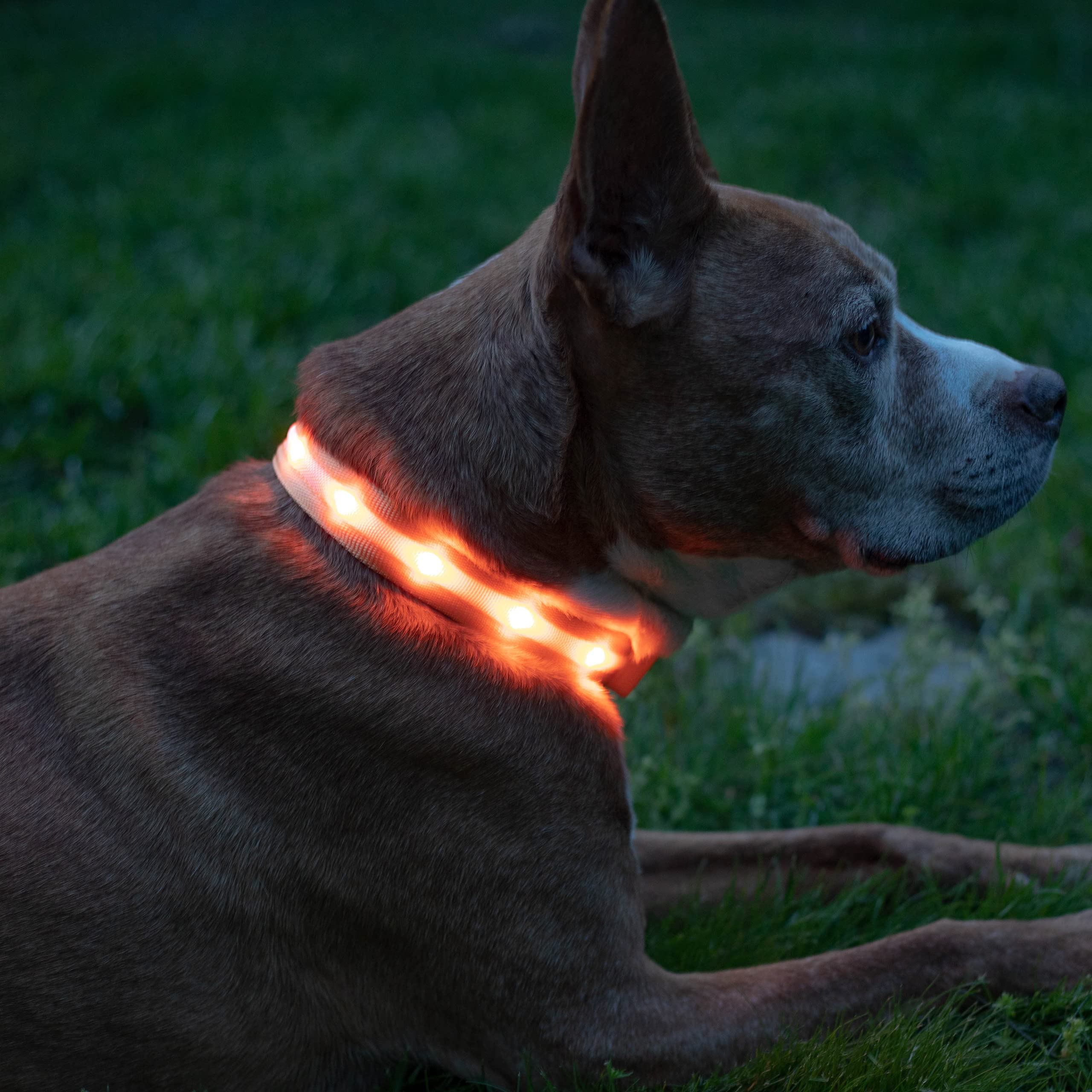 Blazin Led Light Up Dog Collar - 1,000 Feet Of Visibility - Brightest For Night Safety - Usb Rechargeable Waterproof Dog Collar 