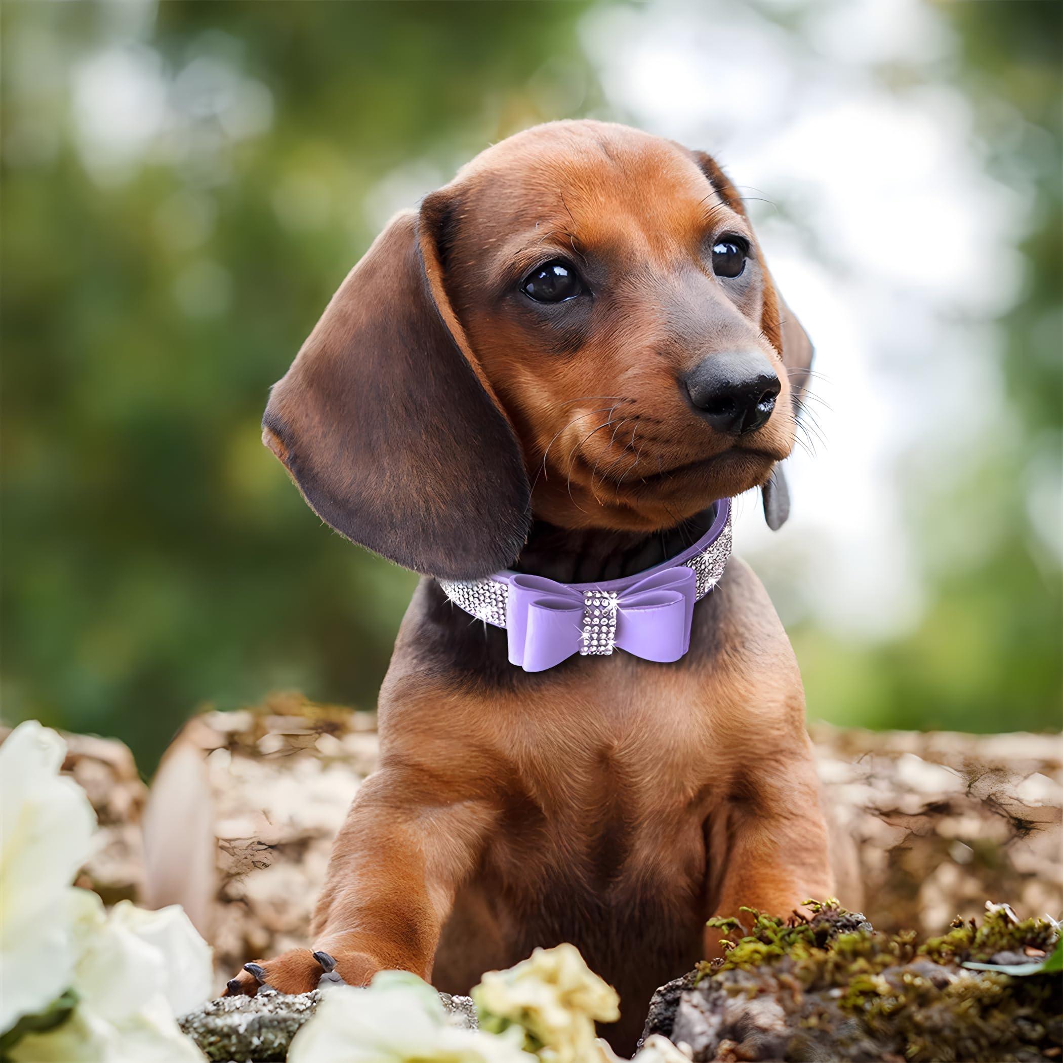 Rhinestone Bowtie Small Dog Collar, Diamond Puppy Collars Bow Crystal Bling Jeweled Glitter Girl Female Adjustable For Xxsmall X