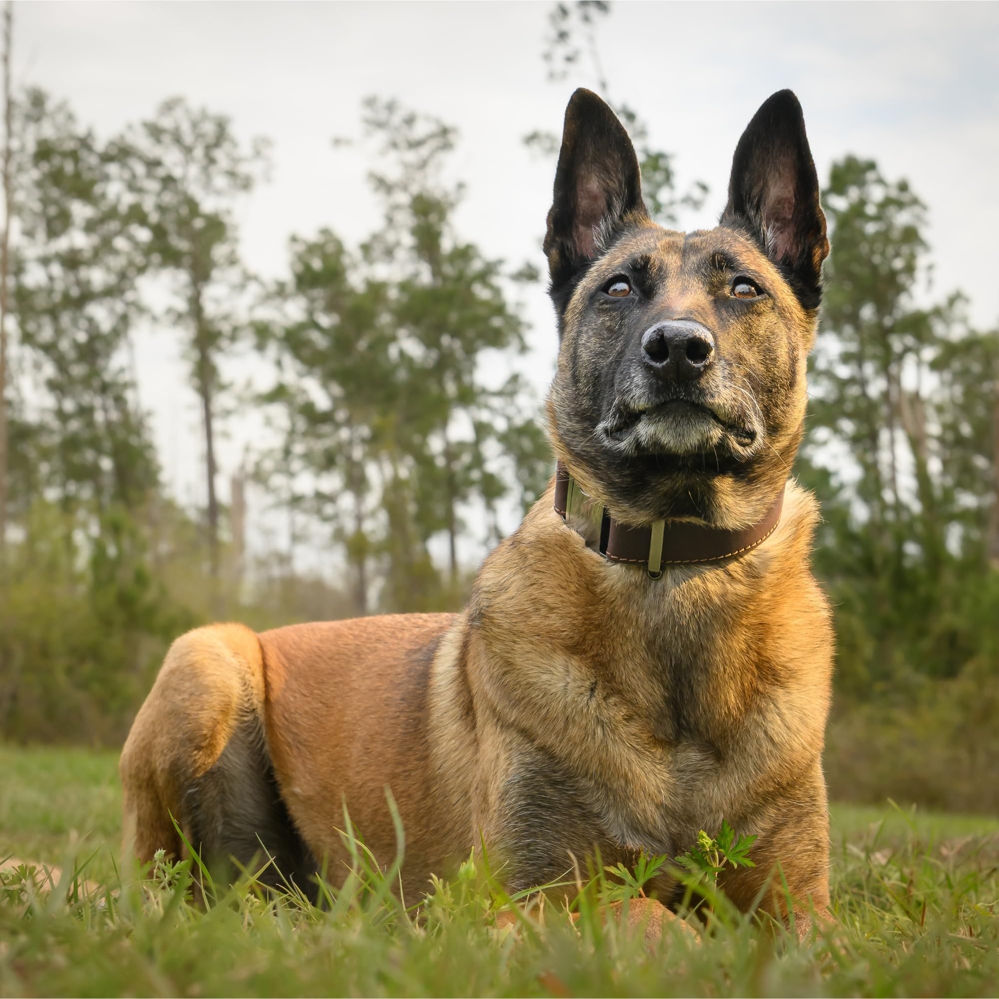 ADITYNA Leather Dog Collar with Metal Buckle - Heavy-Duty, Adjustable for Medium & Large Dogs - Walking, Training, Tactical (Bla