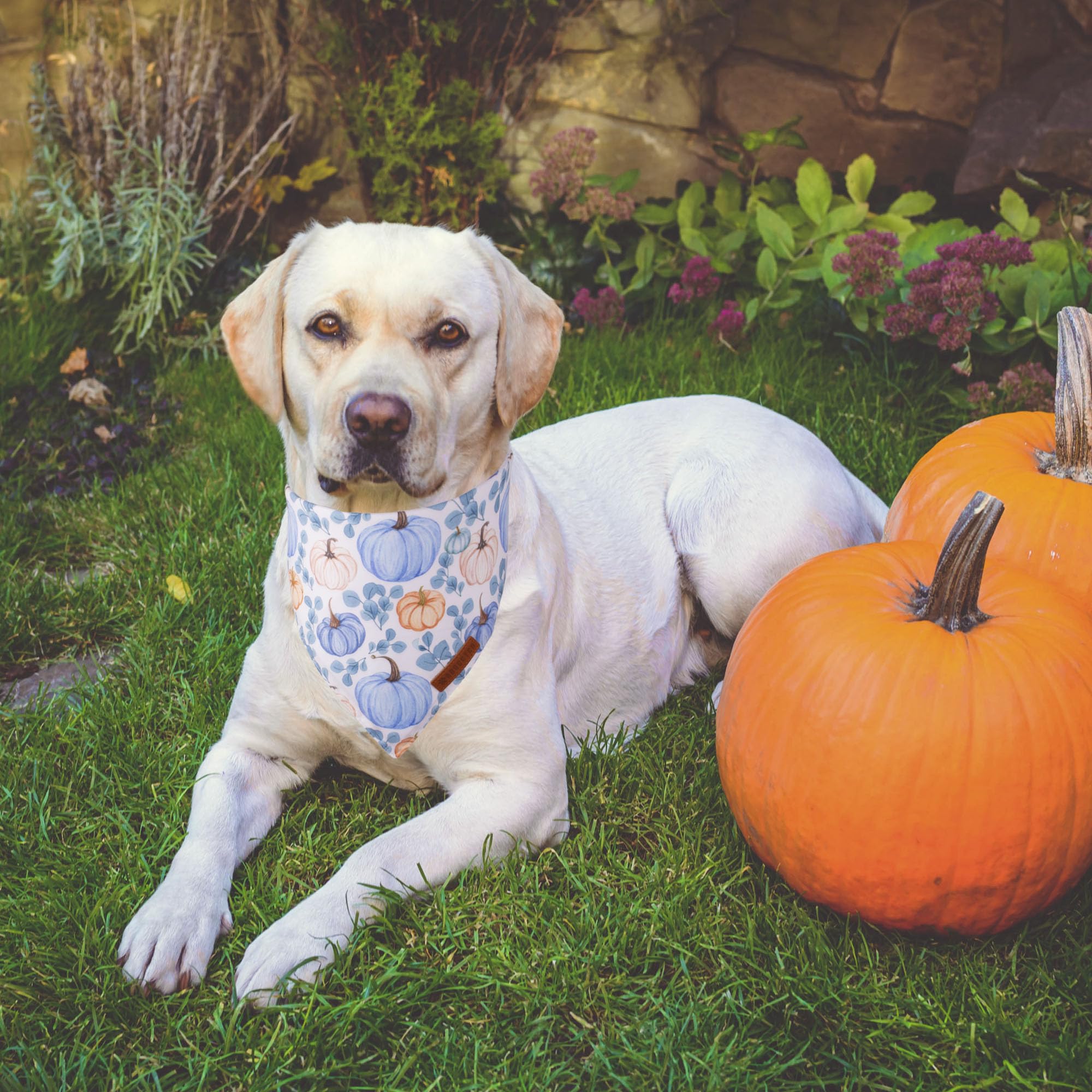 ADOGGYGO Thanksgiving Dog Bandana, Fall Leaves Pumpkin Pet Scarf, Premium Durable Fabric, Adjustable Fit Thanksgiving Bandanas f