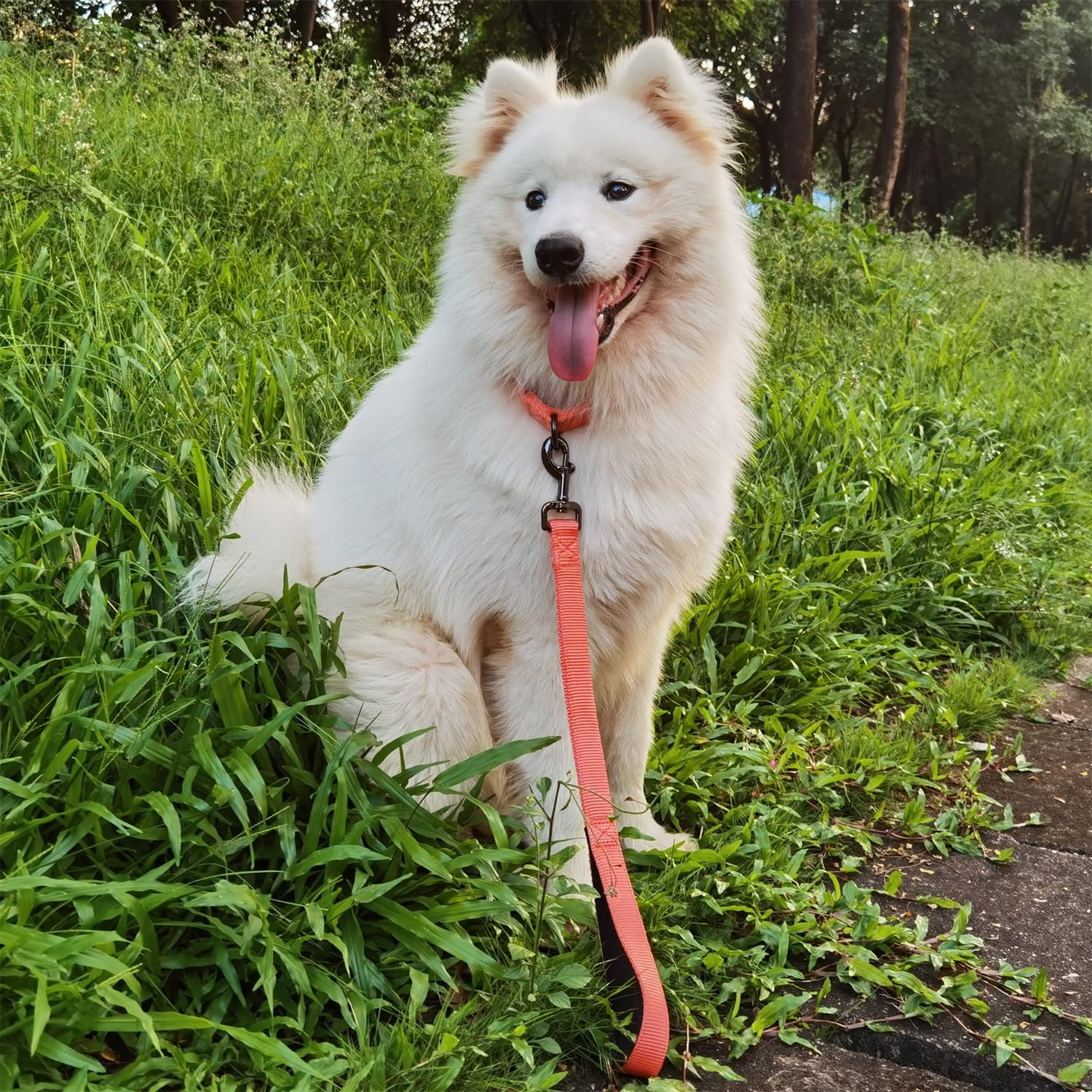 Cyclpet Short Dog Leash With Traffic Nylon And Comfort Padded Handle 18 Inch Lead. (18 Inches, Living Coral)