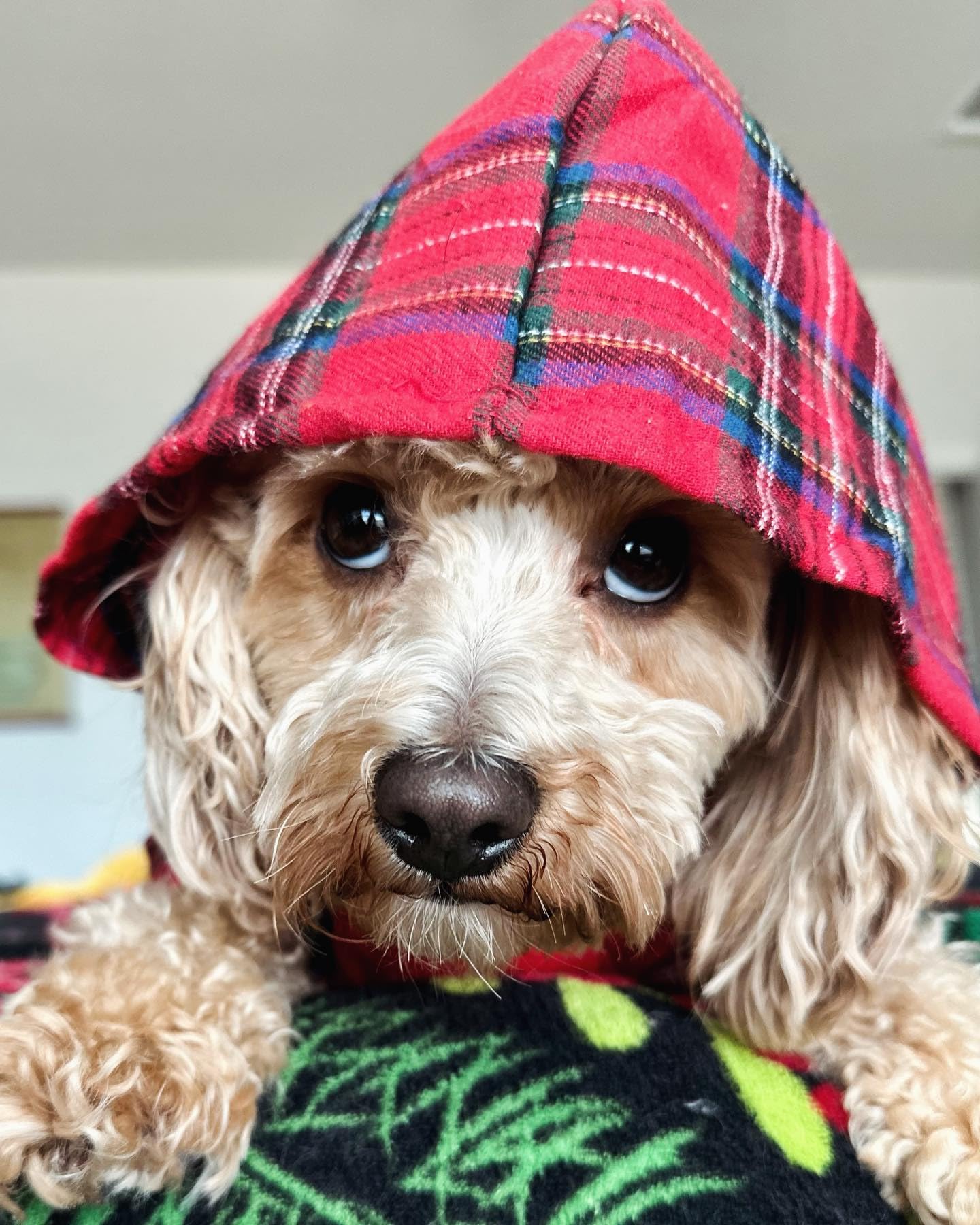 Fitwarm Tartan Plaid Dog Hoodie, Dog Clothes For Small Dogs Girl Boy, Pet Sweatshirt With Hood, Cat Winter Outfit, Red, Green, X