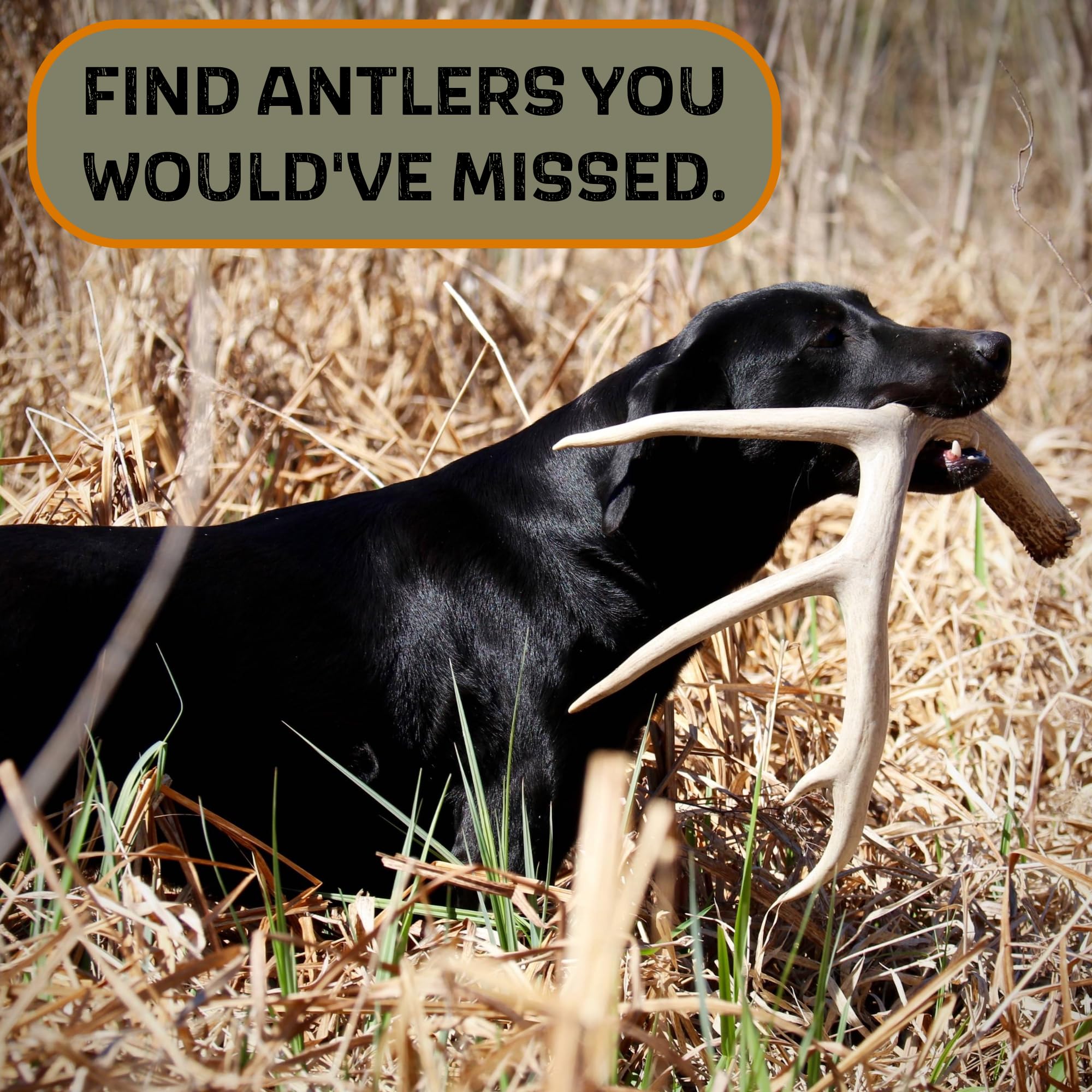 Dogbone Shed Dog Training System | Dog Training Kit | Hunting Dog Accessories | Dog Training Tools | Dog Scent Training Kit | Scent Training For Dogs | Hunting Dog Toys