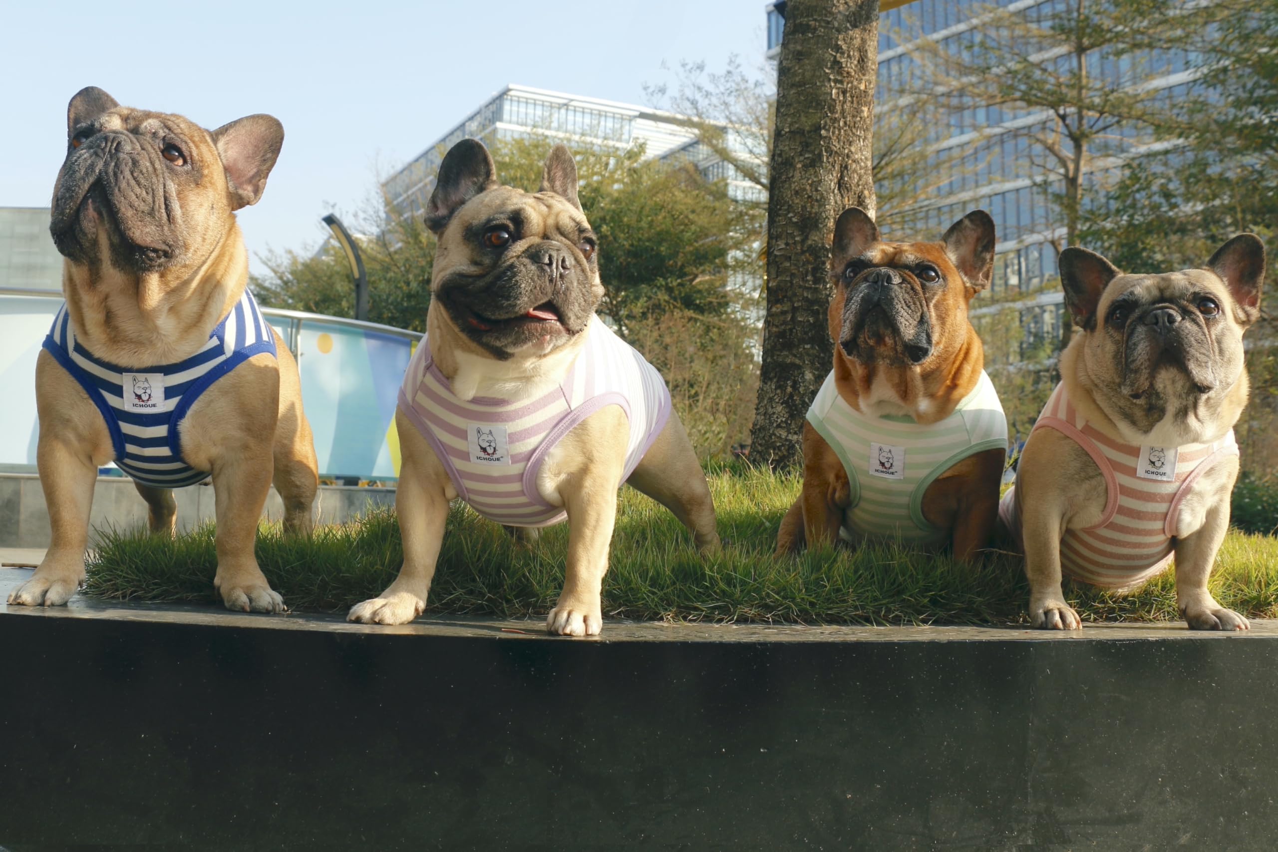 iChoue Pug 100% Breathable Cotton Striped T Shirts Halloween Vest Clothes for Medium Dogs Tank Tops Puppy Small French Bulldog F