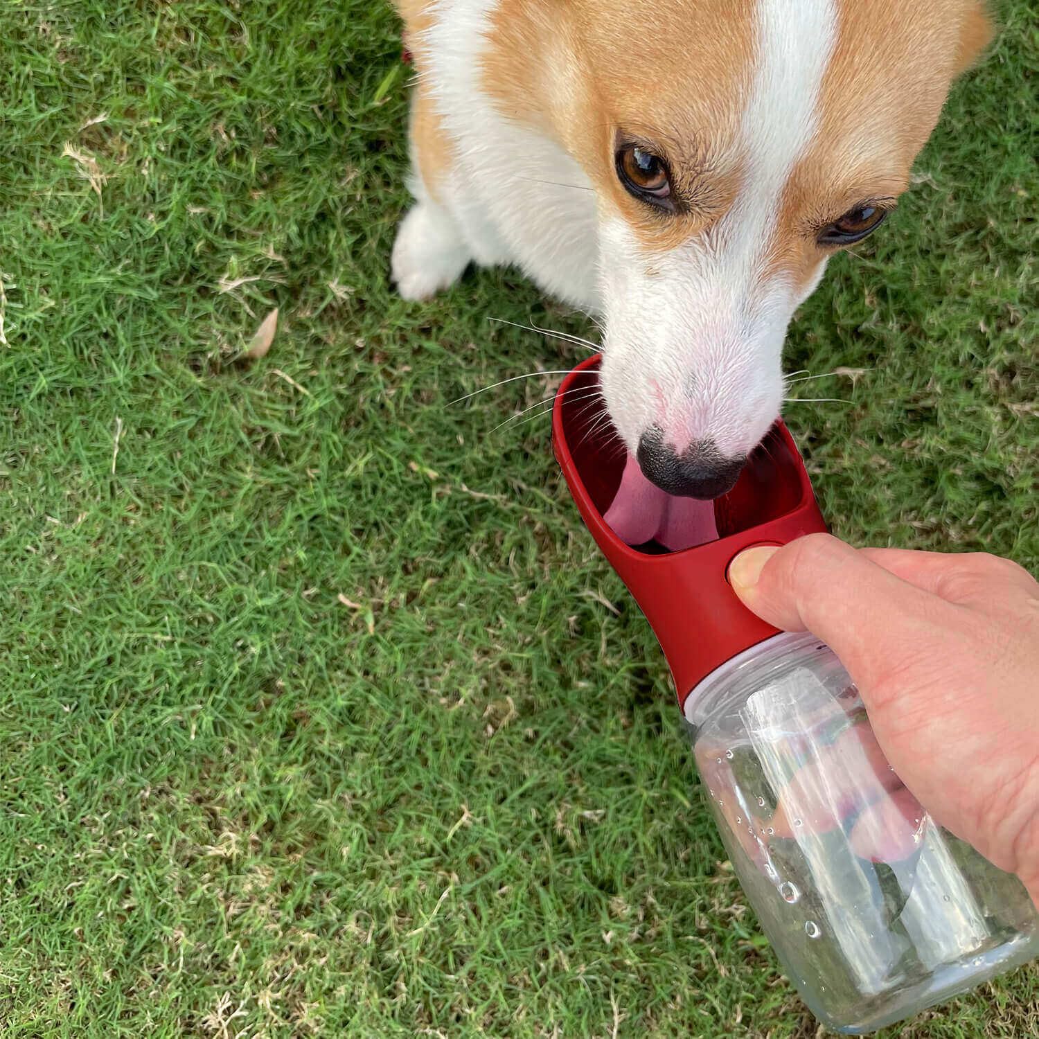 WePet Portable Dog Water Bottle with Food Container, 12 OZ + 6 OZ, Leak Proof Puppy Water Dispenser with Drinking Feeder for Pet