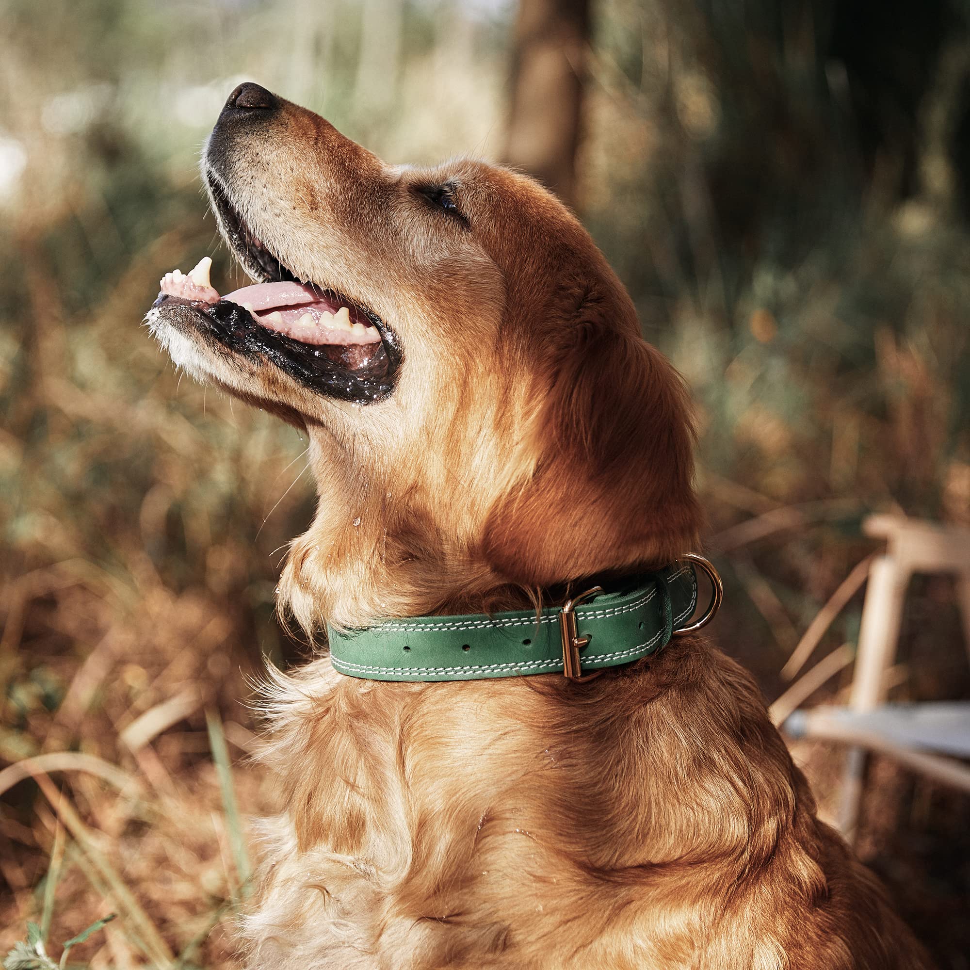 Daihaqiko Leather Dog Collar, Heavy Duty, Wide, Genuine, For Medium & Large Dogs, Dual Stitch - Green