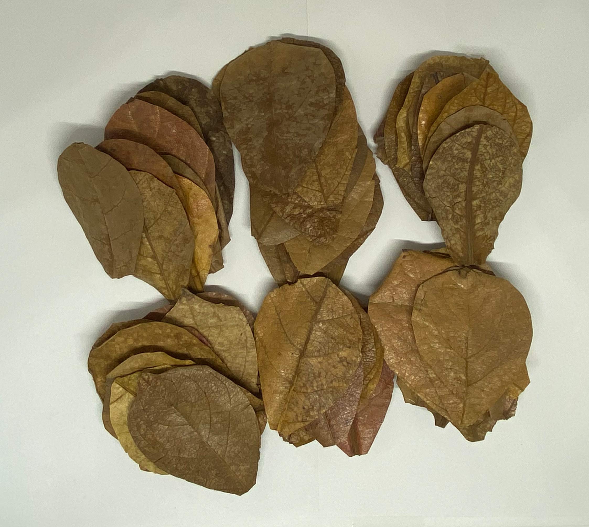 Awesome Aquatic Shrimp & Betta Leaves Catappa/Indian Almond, Dadap, Mulberry Natural Habitat Tannin Producing Improves Immunity