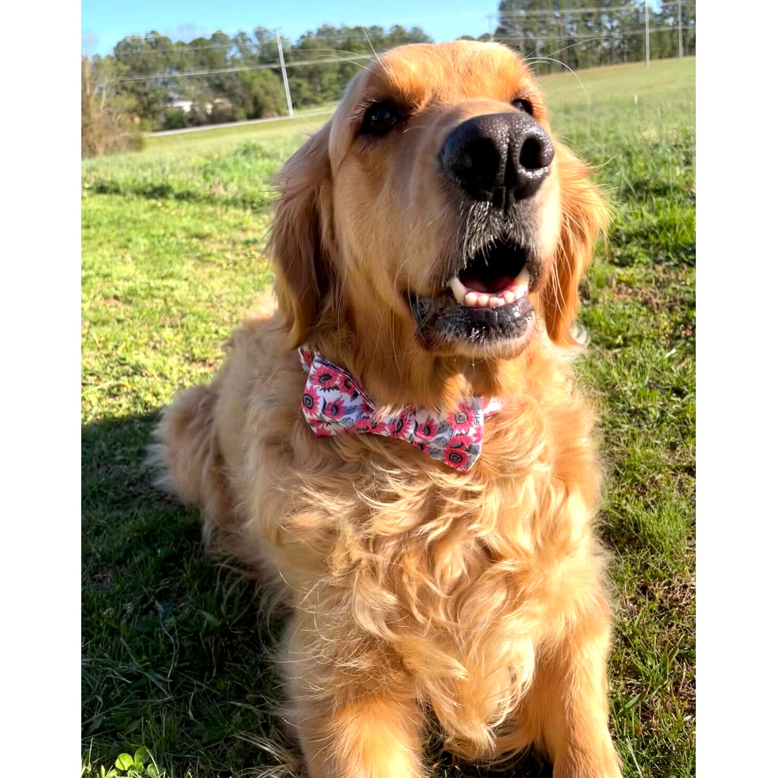 Lionheart glory Dog Collar with Bow Tie Pink Dog Collars for Female Dogs Soft Durable Adjustable Puppy Gift Collar Bows Spring C