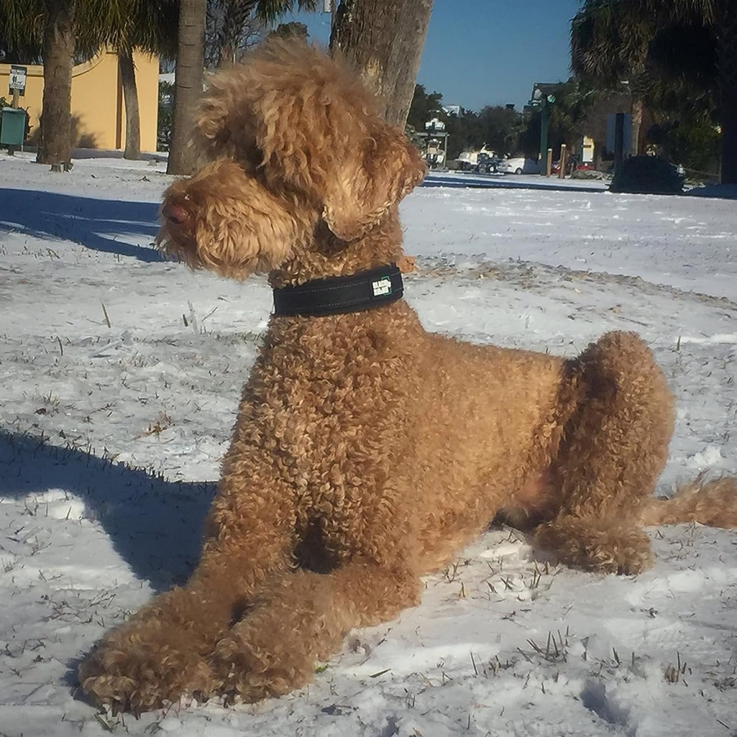 Black Rhino - The Comfort Collar Ultra Soft Neoprene Padded Dog Collar For All Breeds - Heavy Duty Adjustable Reflective Weatherproof (Large, Black)