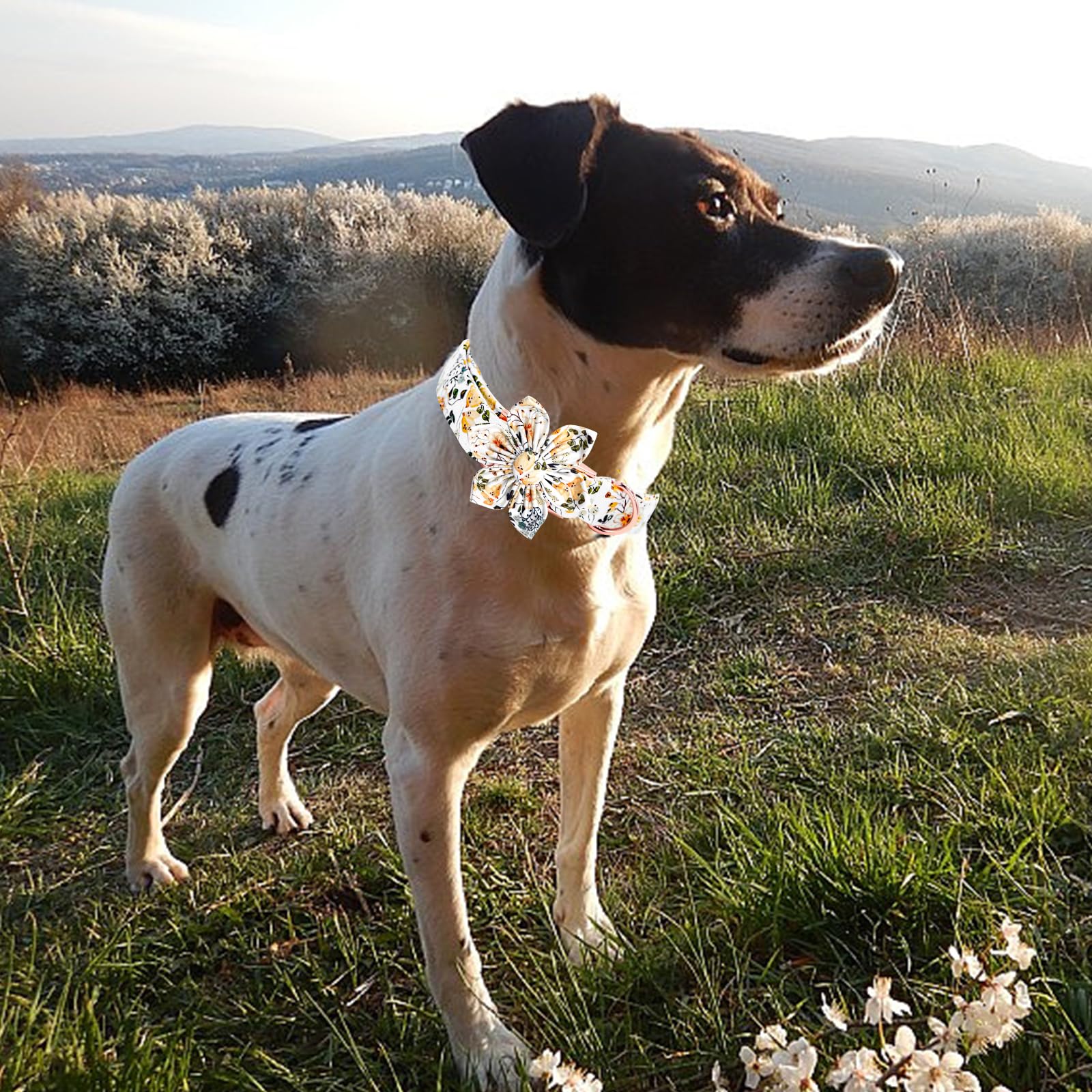 Elegant Little Tail Dog Collar, Floral Print Spring Pet Collars With Flower Pet Gift Girl Flower Collar Female Adjustable Dog Co