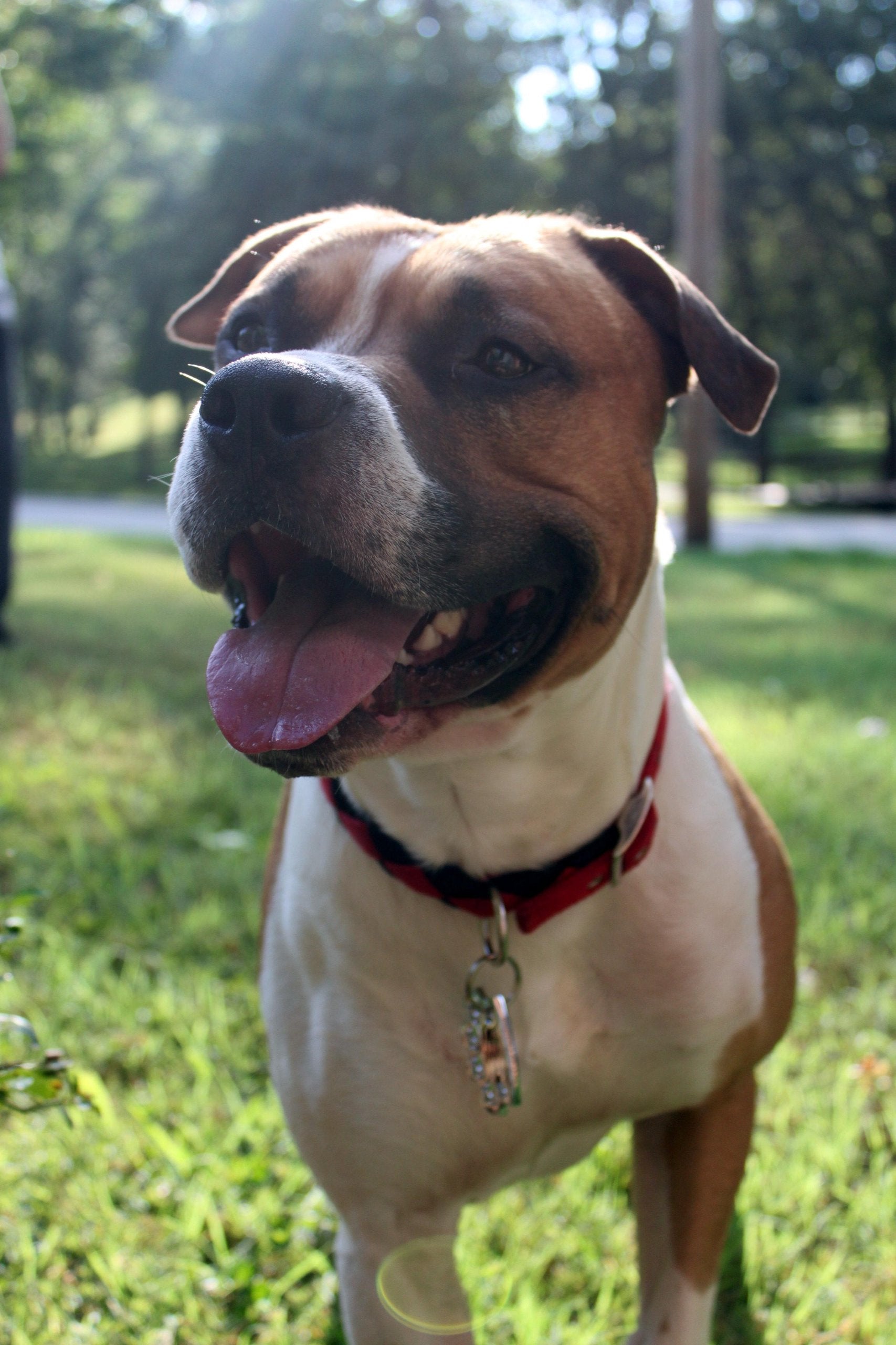 Puppyknucks Brass Knuckles Pet Id Tag Engraveable (Chrome, Please Engrave)