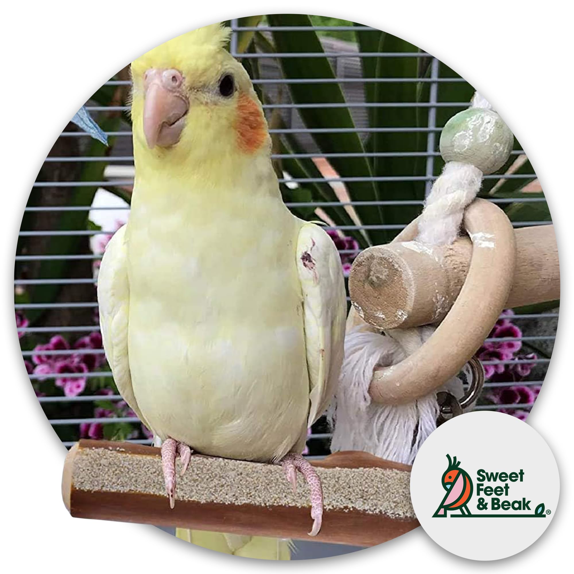 Sweet Feet And Beak Superoost Manzanita Pumice Pedicure Perch- Easy To Install Bird Cage Accessories For Healthy Feet, Nails And