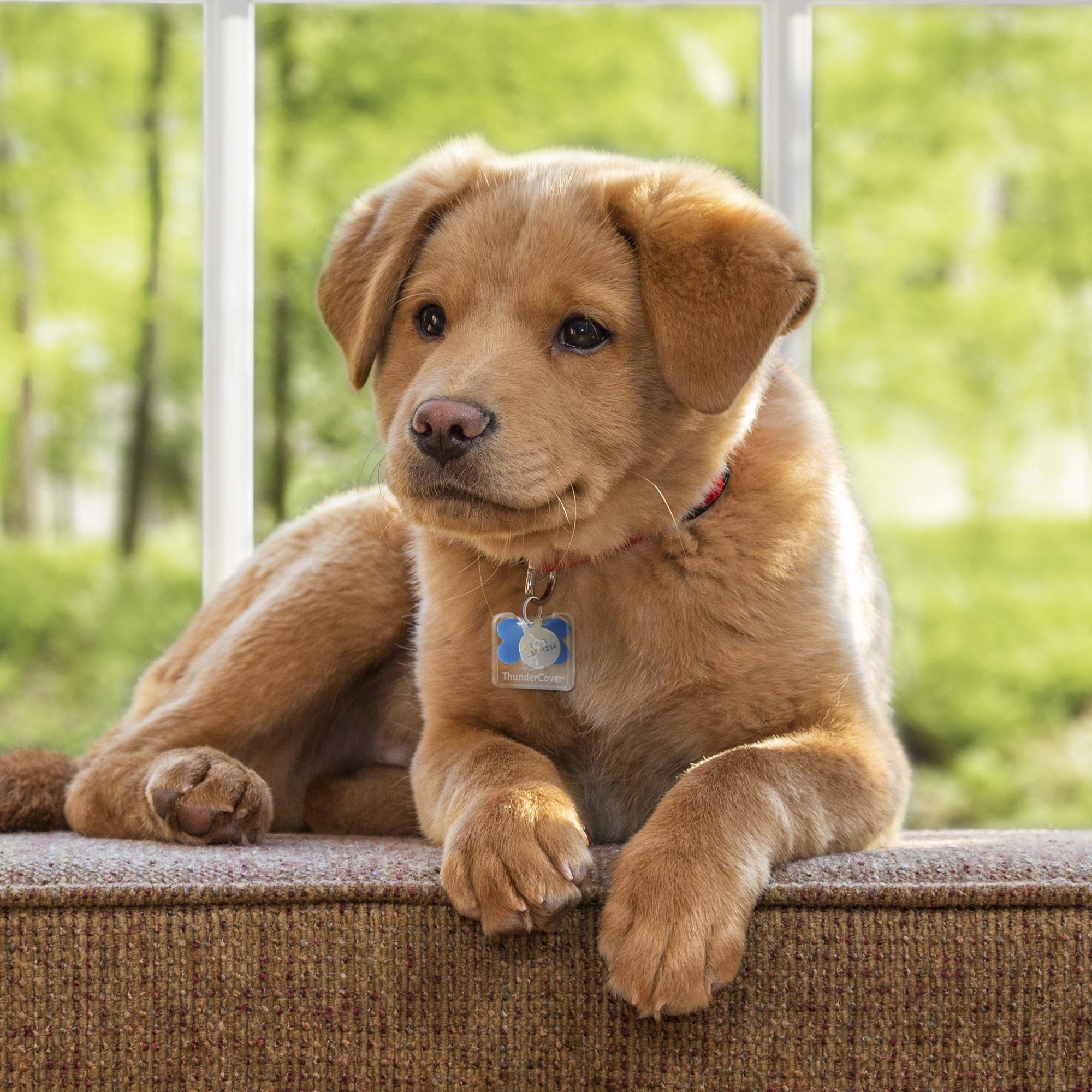 Thundercover Dog Tag Silencer, Standard, Clear