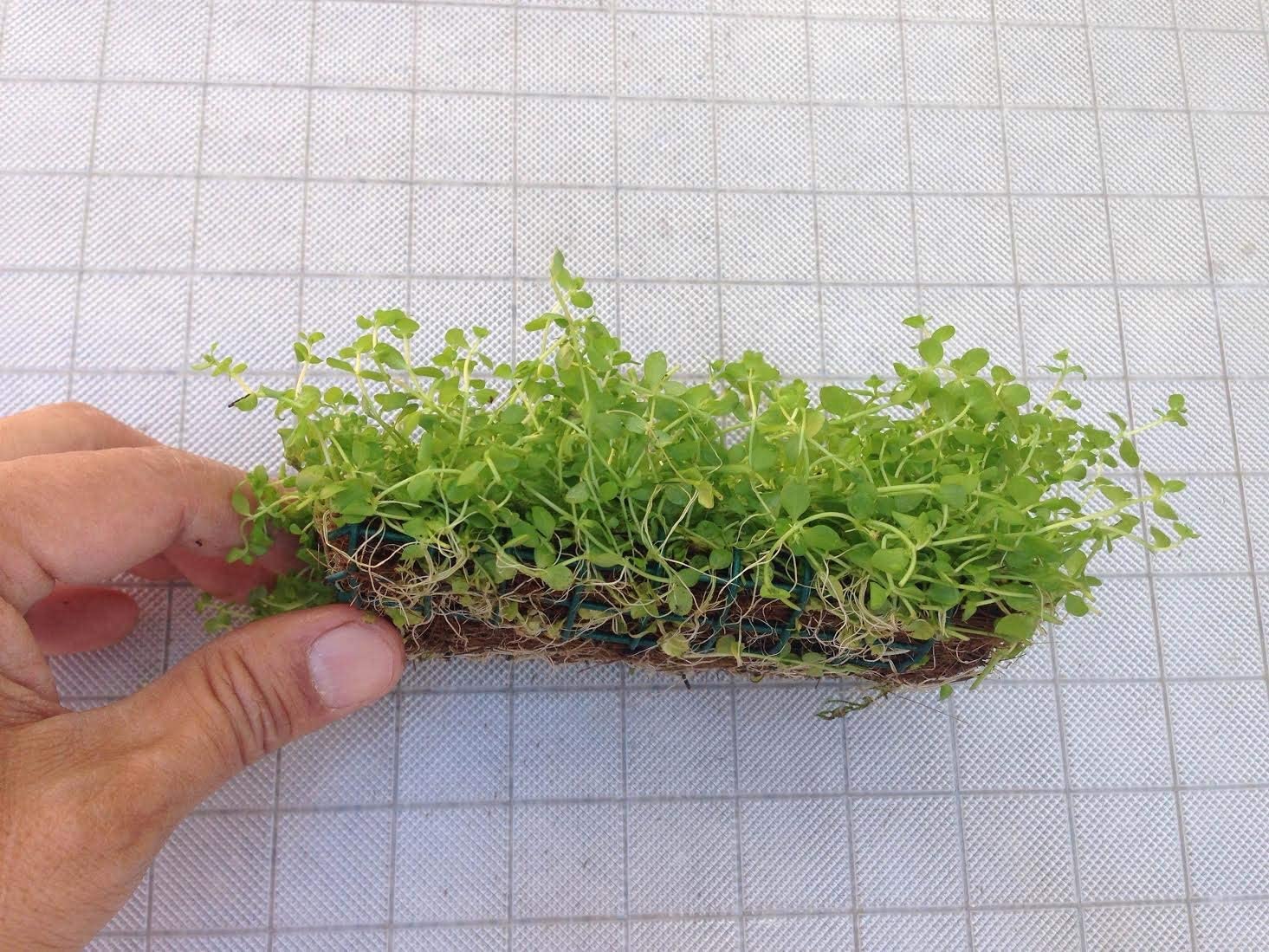 Aquatic Plants on Mats (Dwarf Baby Tears on 5 X 3 mat)
