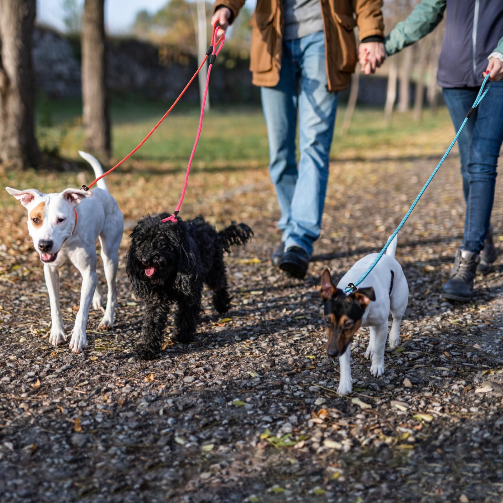 Fovrlzse 6 - Piece Set! Premium No - Pull Slip Lead Dog Leashes - 5Ft Heavy - Duty Rope For Small & Medium Dogs In A Vibrant 6 -