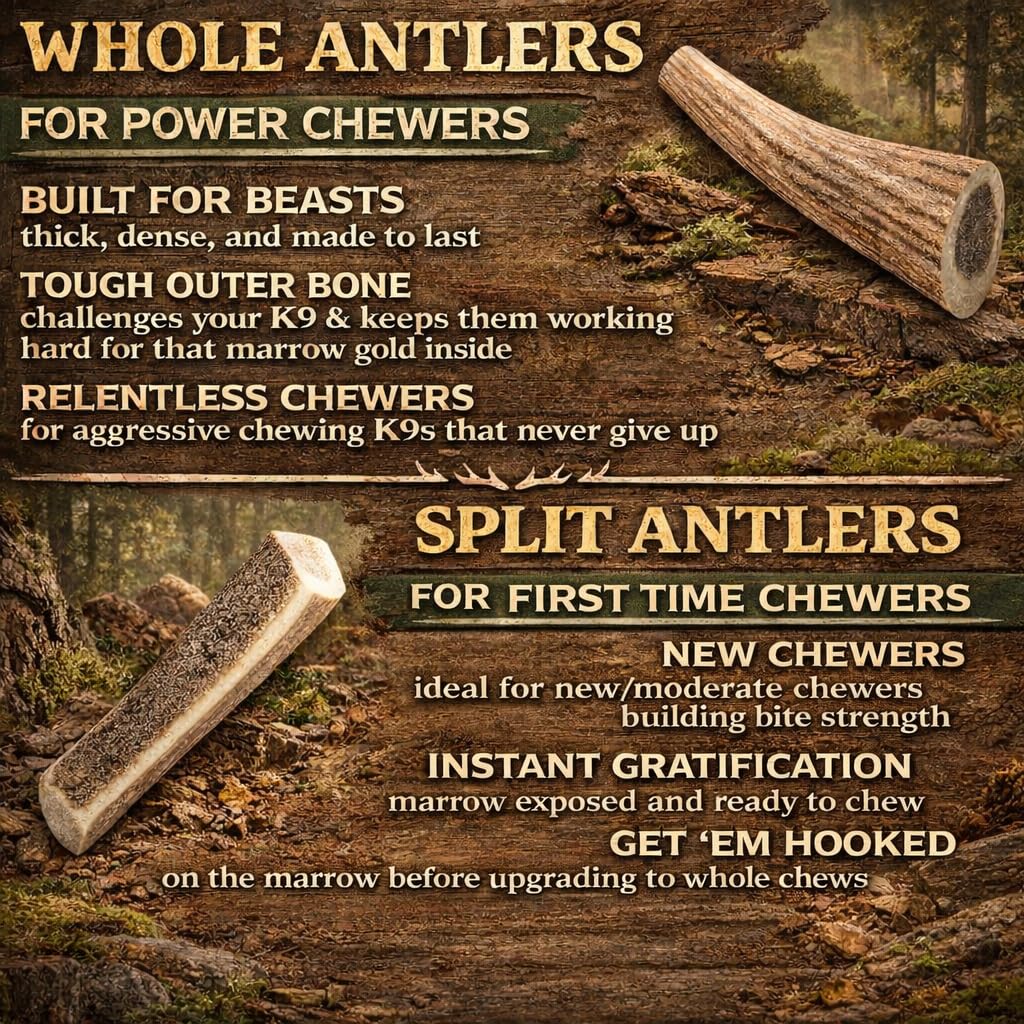 K-9 Antler Co. Elk Antlers for Dogs - Small Whole (4-6 Inch), Durable Chew for Aggressive Chewers, USA Sourced, Naturally Shed &