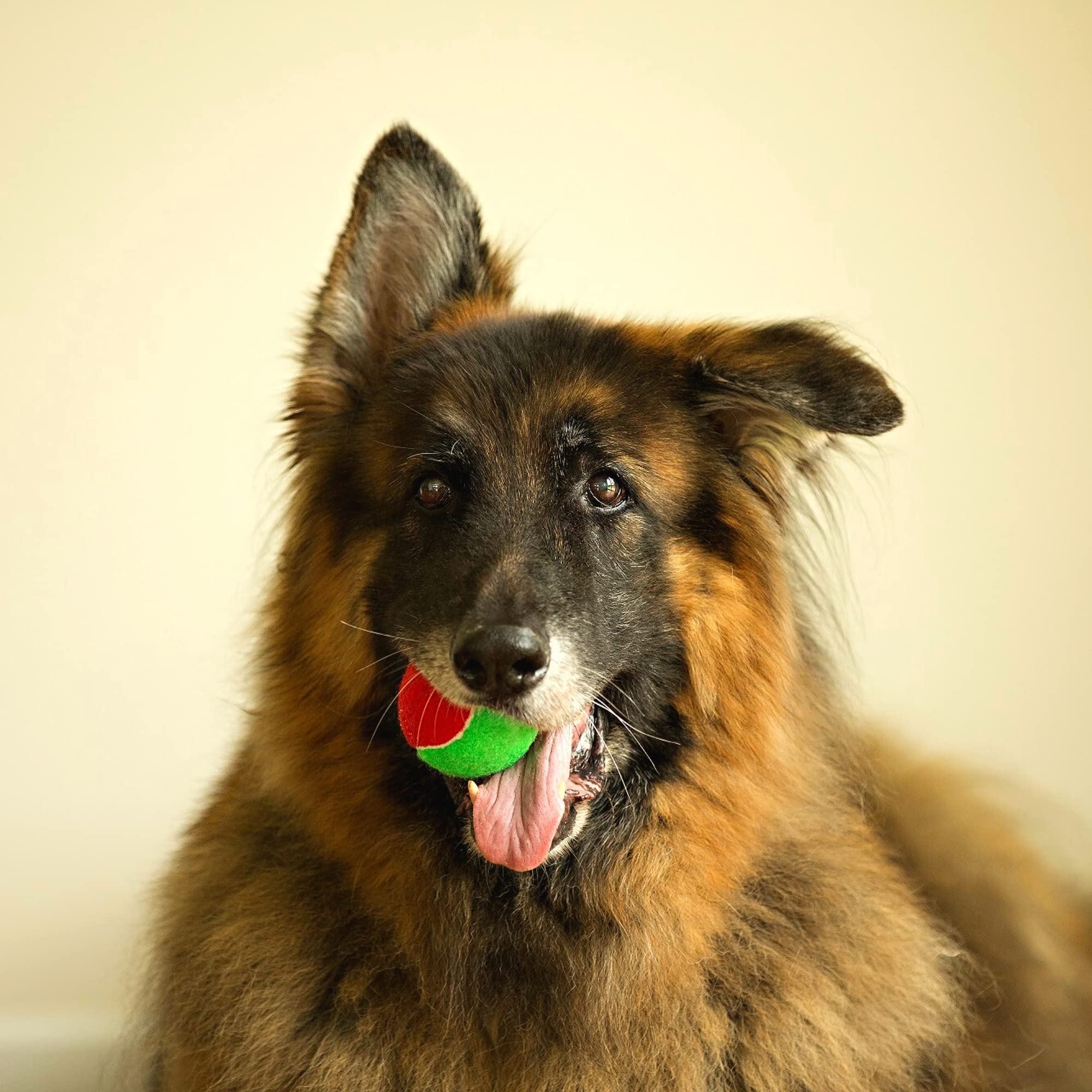 Midlee Merry Christmas Dog Tennis Balls (Regular)