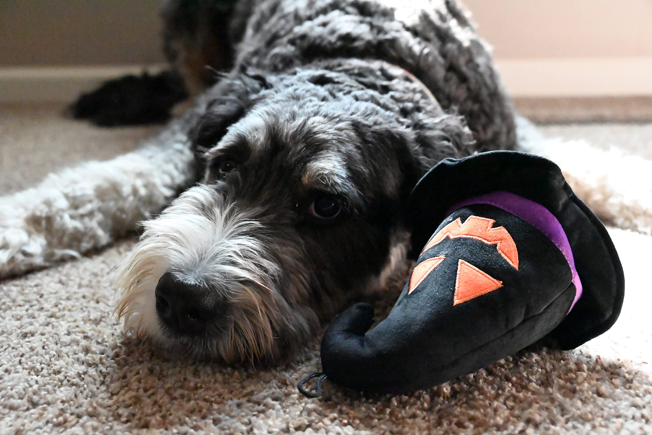 Huxley & Kent For Dogs | Witch Hat | Halloween Dog Toy With Squeaker | Funny Dog Toy Gift | Fun, Durable, And Safe | H&K Squeaky Dog