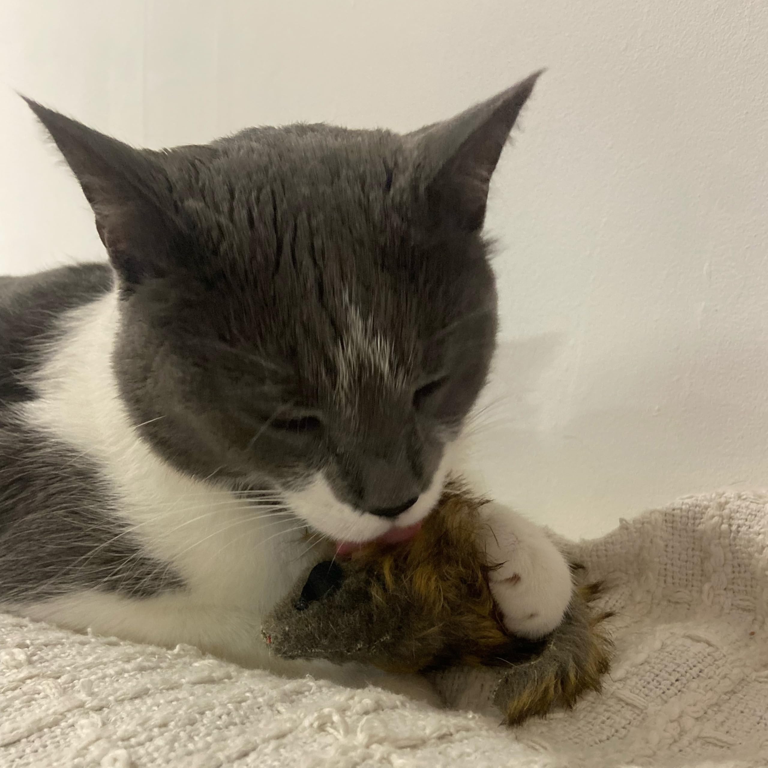 Spot Central Squeaky Fur Mouse 4In