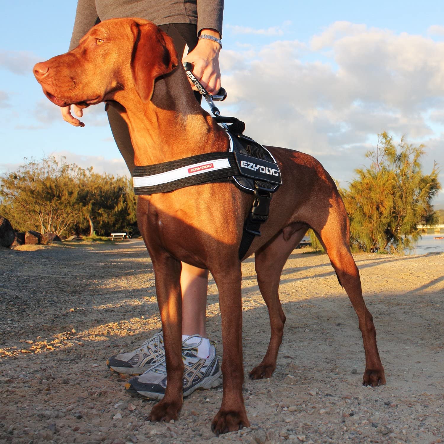 Ezydog Convert Trail-Ready Outdoor Adjustable Dog Harness - Perfect For Hiking, Walking, And Doubles As A Service Dog Vest - Superior Comfort Design With A Durable Traffic Handle (Xx-Large, Charcoal)