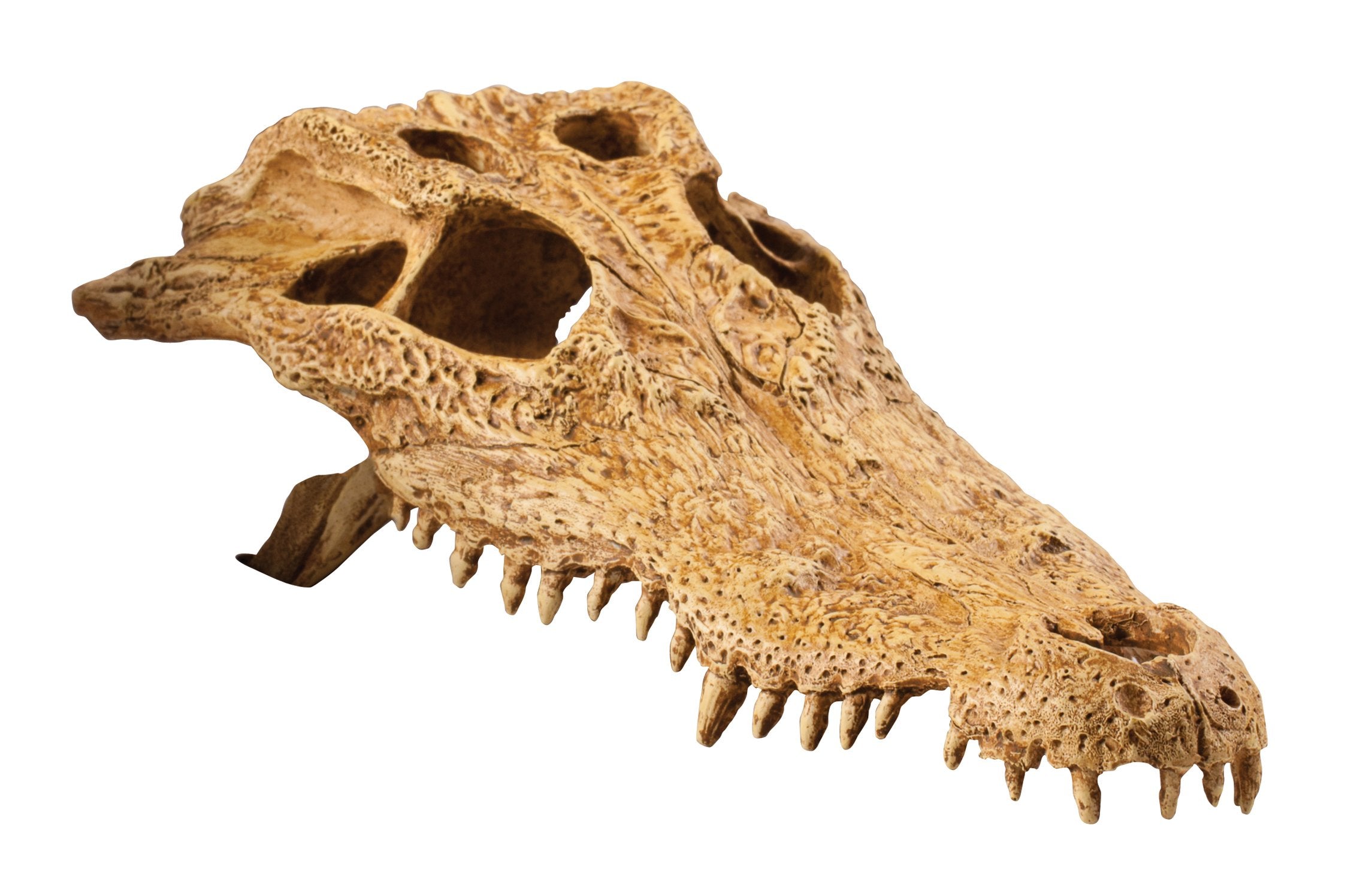 Exo Terra Croc Skull Terrarium Decor Lq - Ideal For Reptiles & Amphibians | Secure Hiding Place, Multiple Entrances, Perfect For Desert & Rainforest Setups | Adds Exciting Accent To Any Habitat