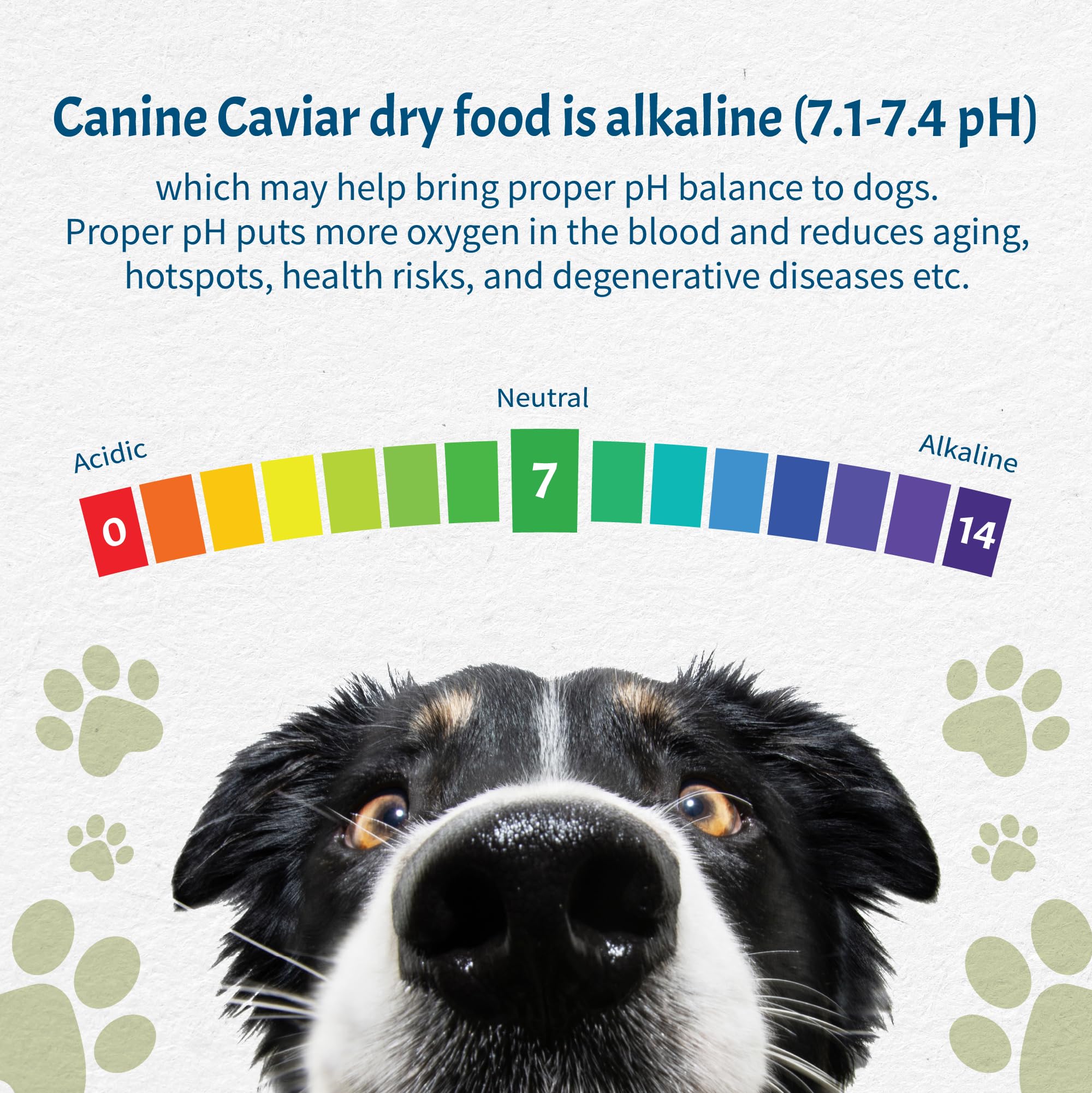 Canine Caviar - Wild Ocean: Herring & Teff Alkaline Dry Dog Food, Limited Ingredients, Gluten-Free, Based on Science & Research,