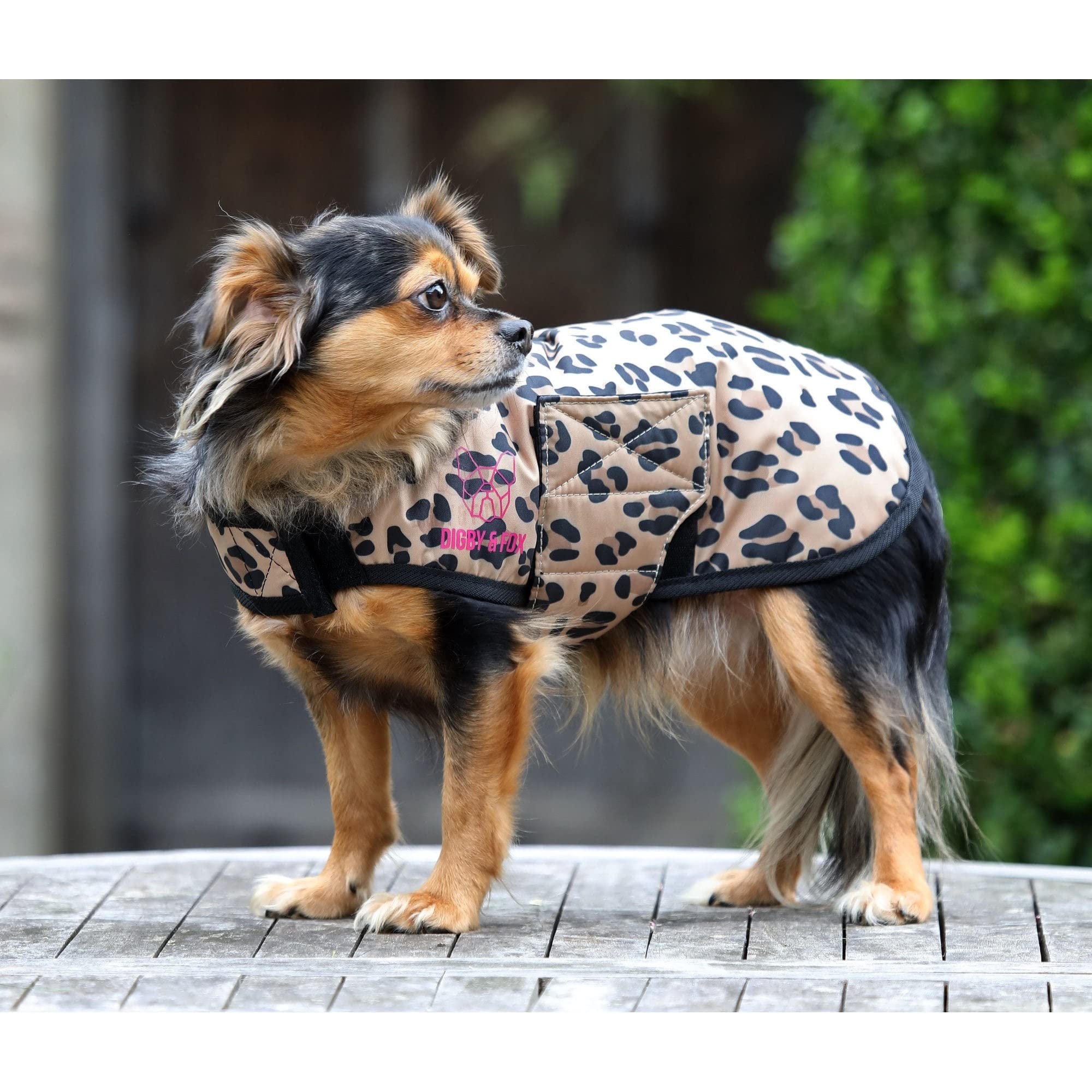 Digby & Fox Leopard Dog Coat (Medium)