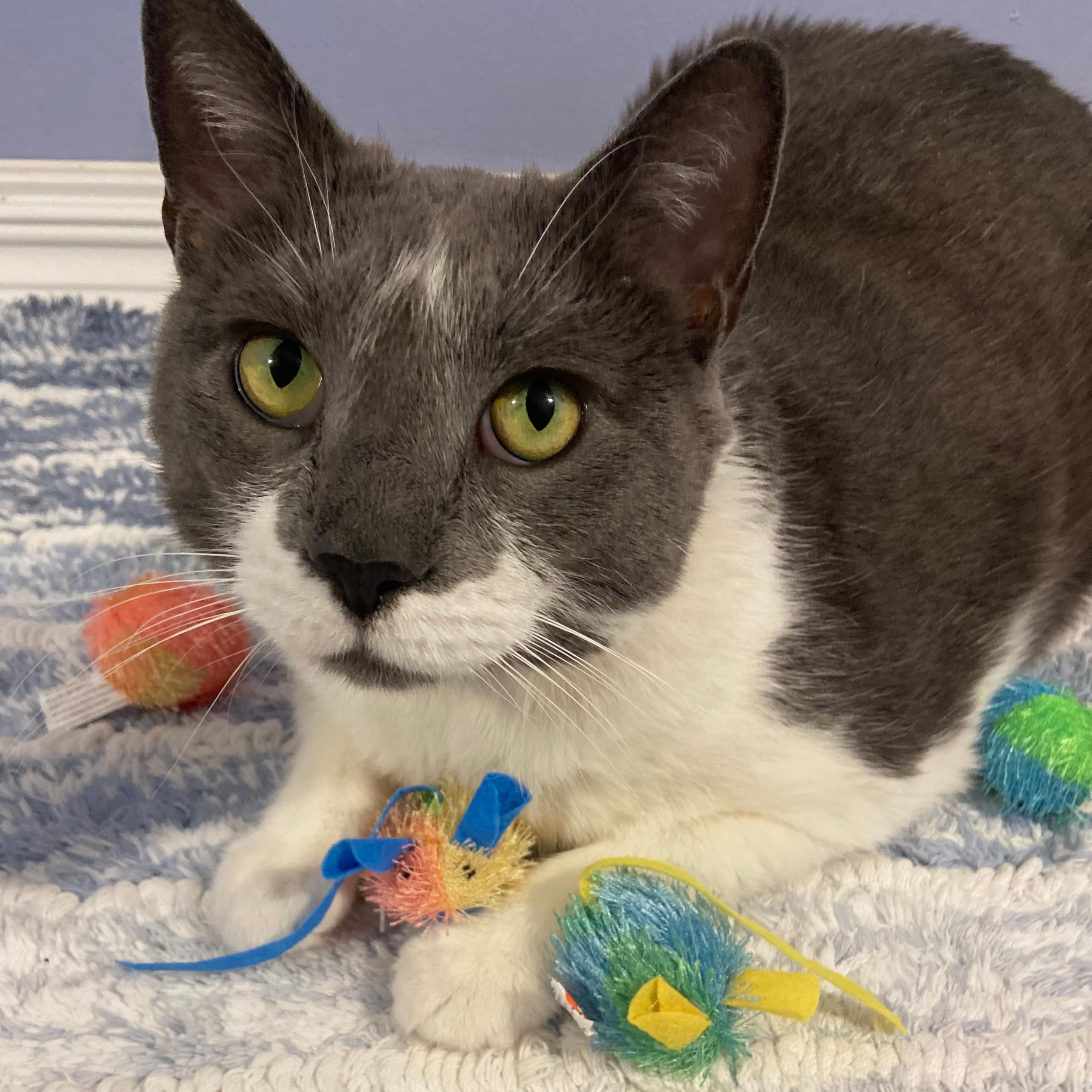 SPOT Stringy Mice & Balls - Catnip Cat Toys, Interactive, Colorful Plush Toys, Fun for Cats and Kittens to Bat and Chase, Boredo