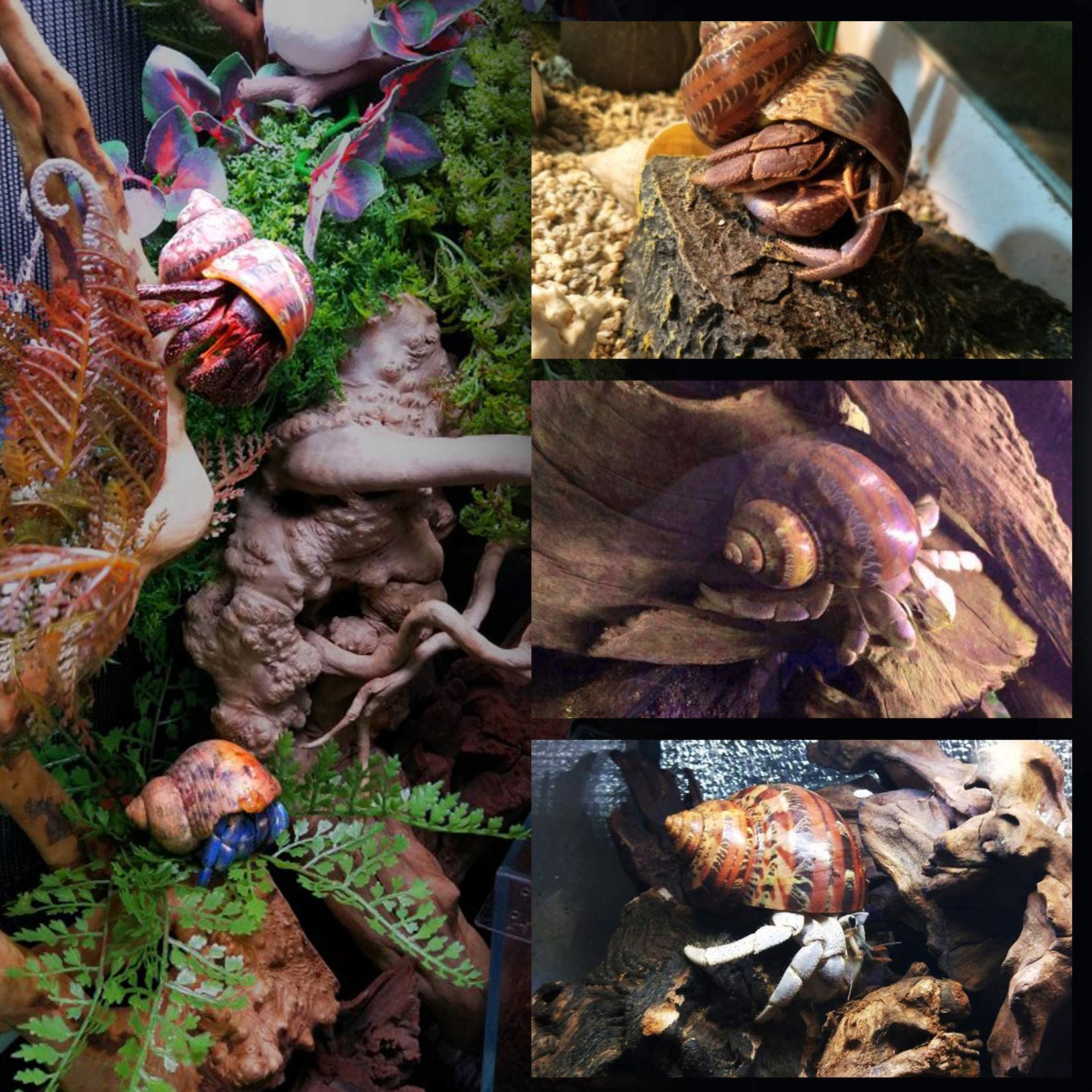 14Pcs 14 Kind Natural Hermit Crab Shells Size 1' - 3.5', Opening 0.8' - 1.5' Hermit Crab Supplies Pearl Turbo Seashell For D?or