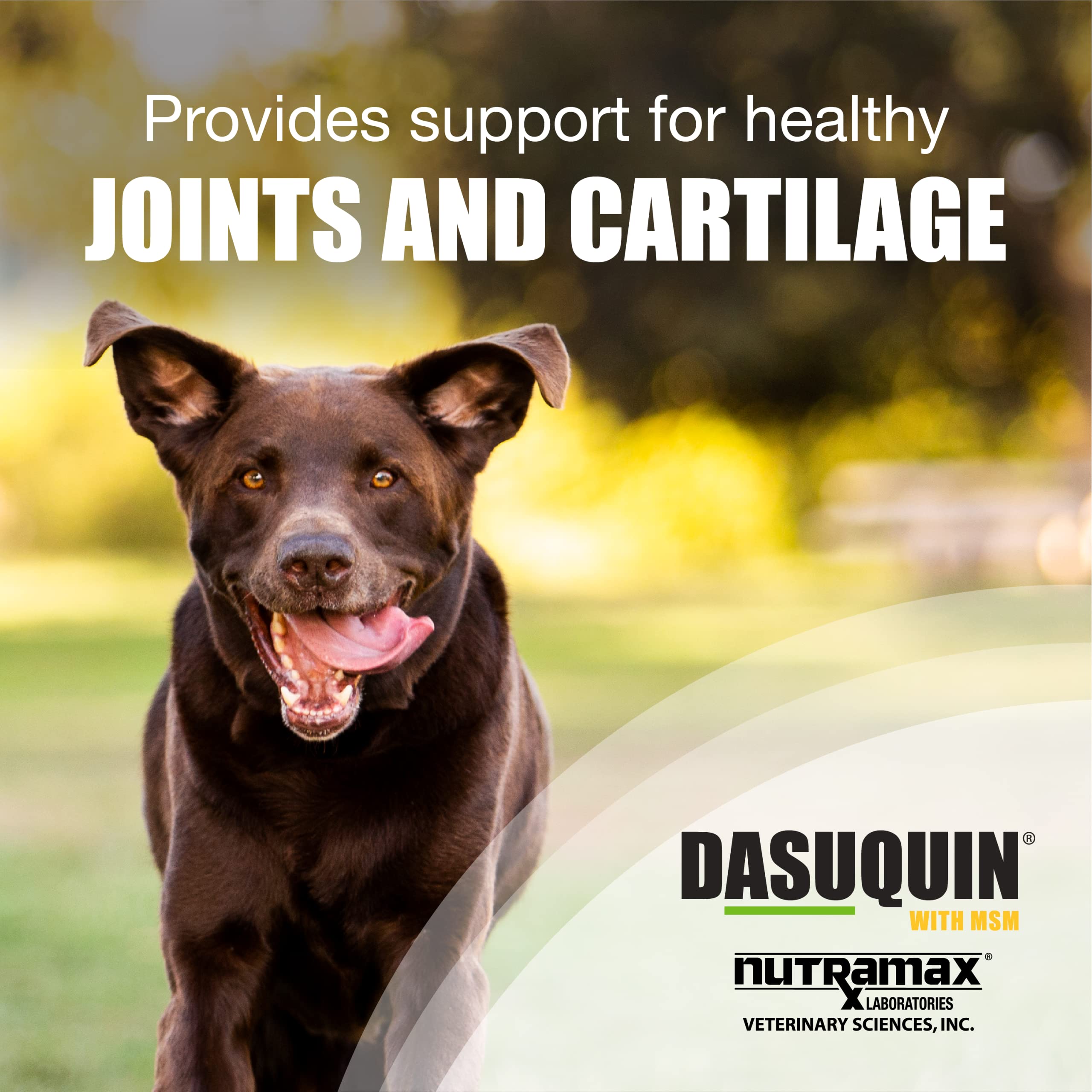Nutramax Laboratories Dasuquin with MSM Joint Health Supplement for Large Dogs - With Glucosamine, MSM, Chondroitin, ASU, Boswel