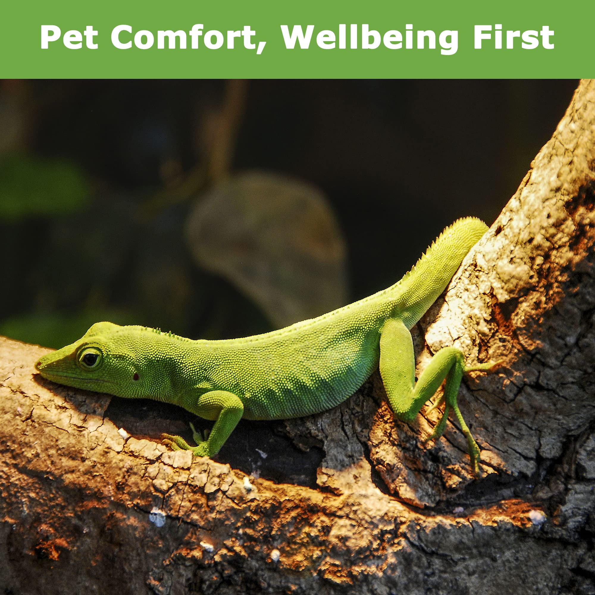 HARTOMPET 60W E26 Reptile Heat Lamp Bulbs, UVA Basking Spot Light for Bearded Dragon, Lizard, Tortoise, Chicks, Other Reptiles &