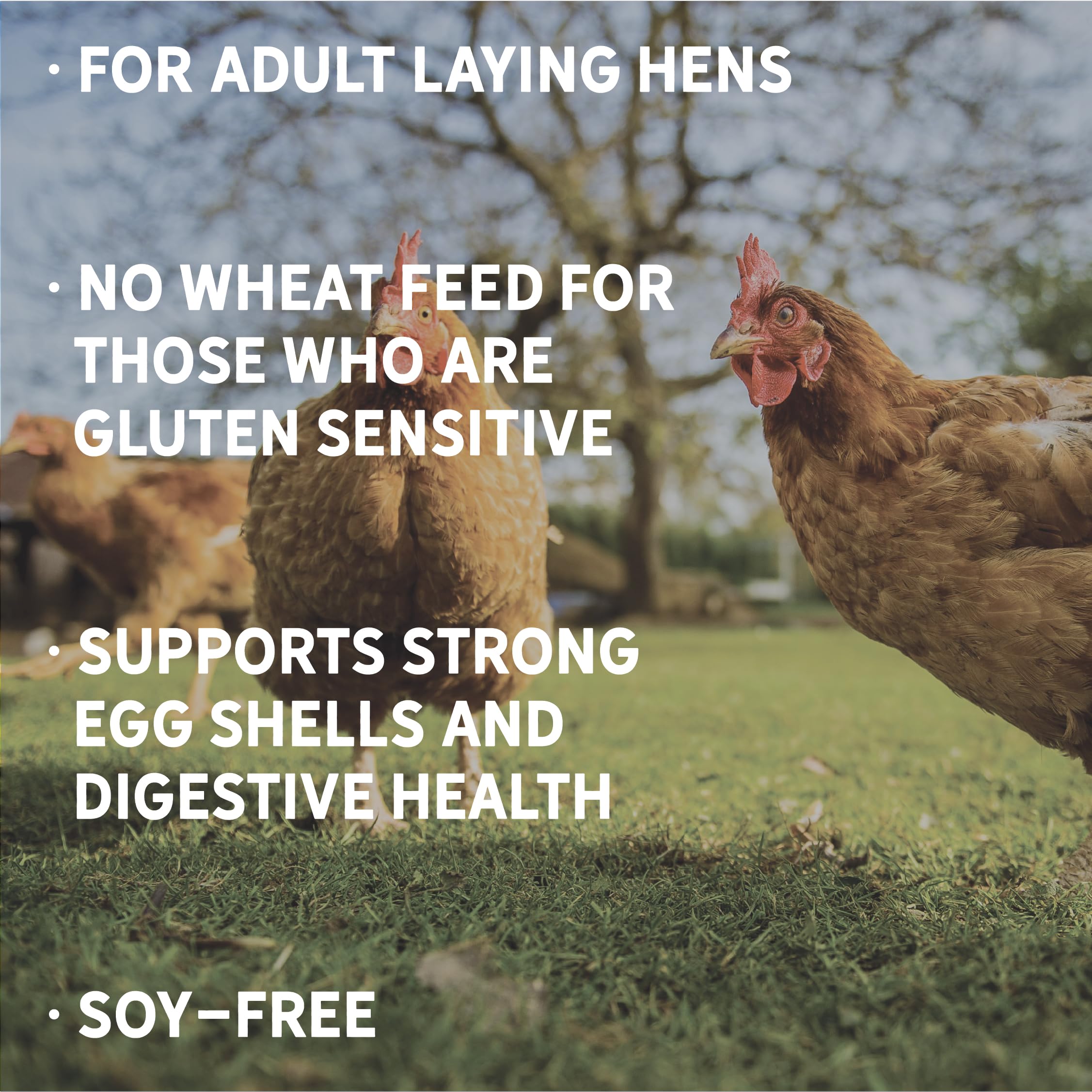 New Country Organics | Wheat-Free Chicken Feed 40lbs | Layer Feed for Laying Hens | Gluten-Free and Soy-Free | 17% Protein | Cer