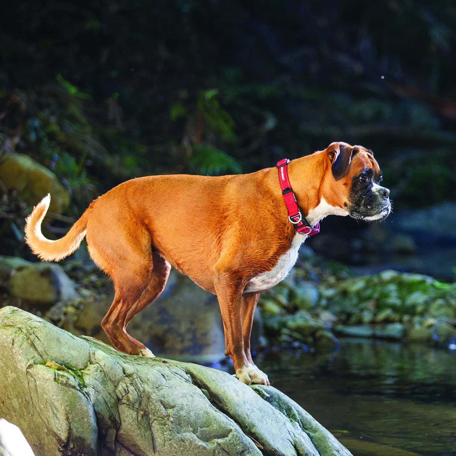 EzyDog Double Up Nylon Dog Collar - Reflective, Double D-Rings, ID Attachment, Small, Red
