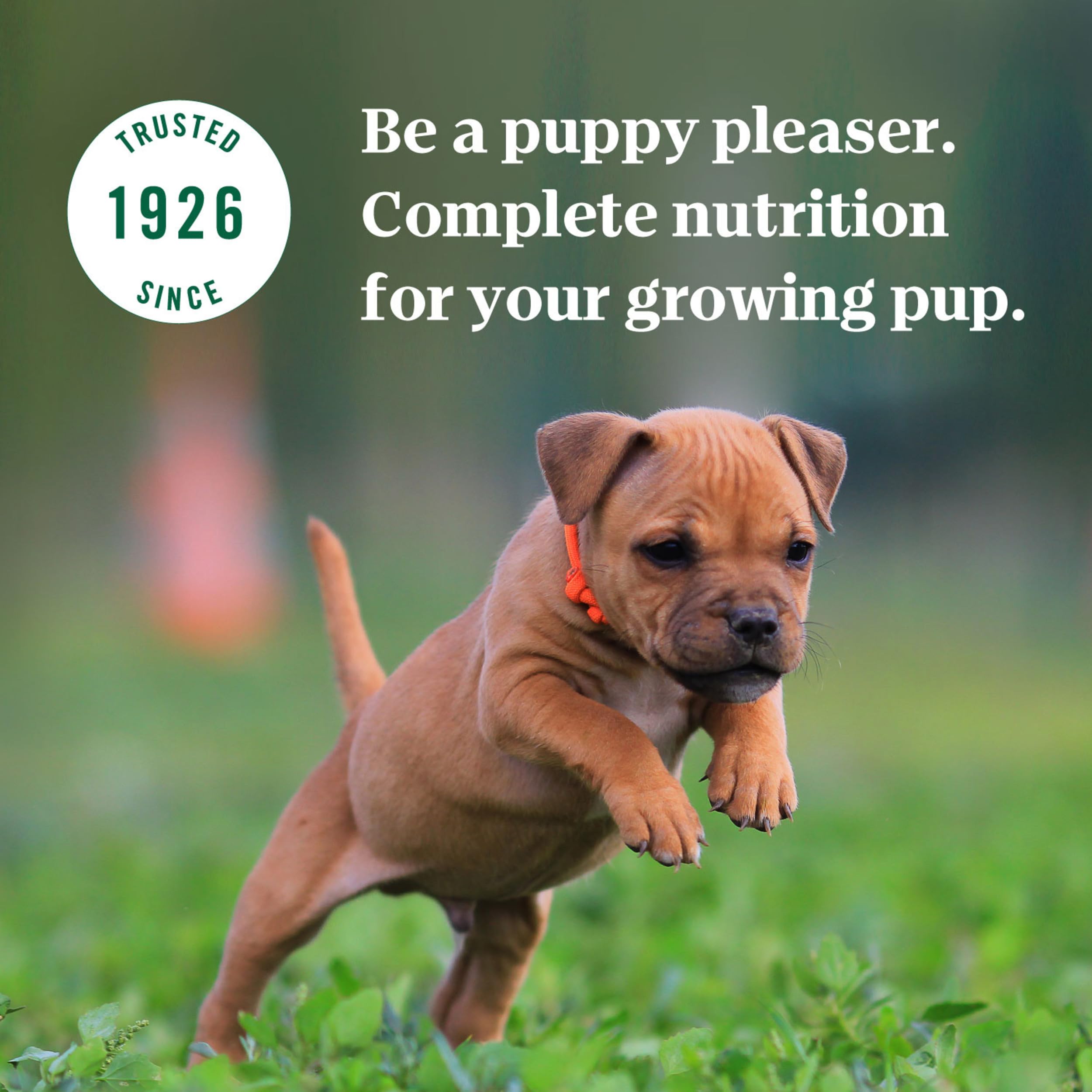 Nutro Puppy Grain Free Natural Wet Dog Food Bites in Gravy Tender Chicken, Sweet Potato & Pea Recipe, 3.5 oz. Trays (24 Count, P
