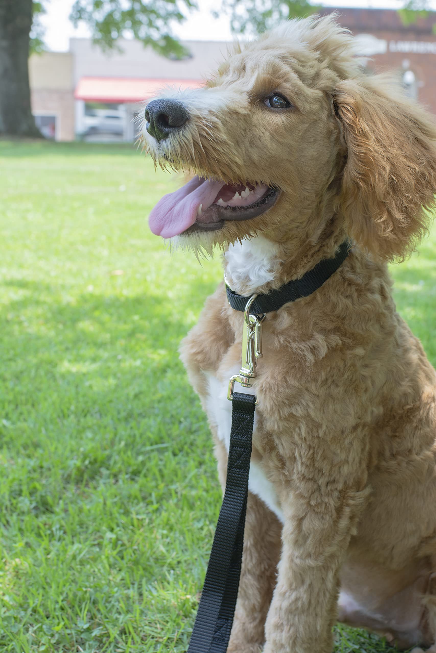 Country Brook Petz Martingale Dog Collar - Heavy-Duty Training Collar With No Buckle - Service Dog Collar For All Pups - Vibrant, Colorful Collection (Black, 1 Inch, Large)