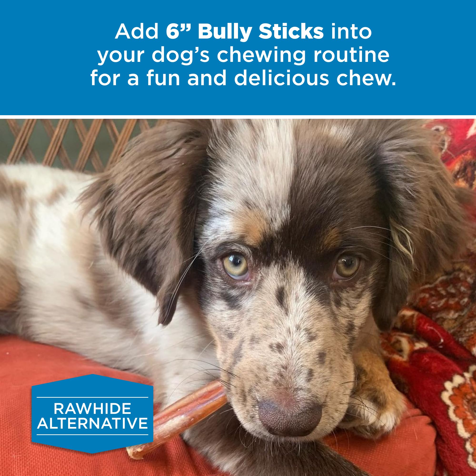 Best Bully Sticks 6 Inch Bully Sticks for Dogs - 50 Count (Pack of 1) - Natural, Easily Digestible, 100% Grass-Fed Beef, Grain a