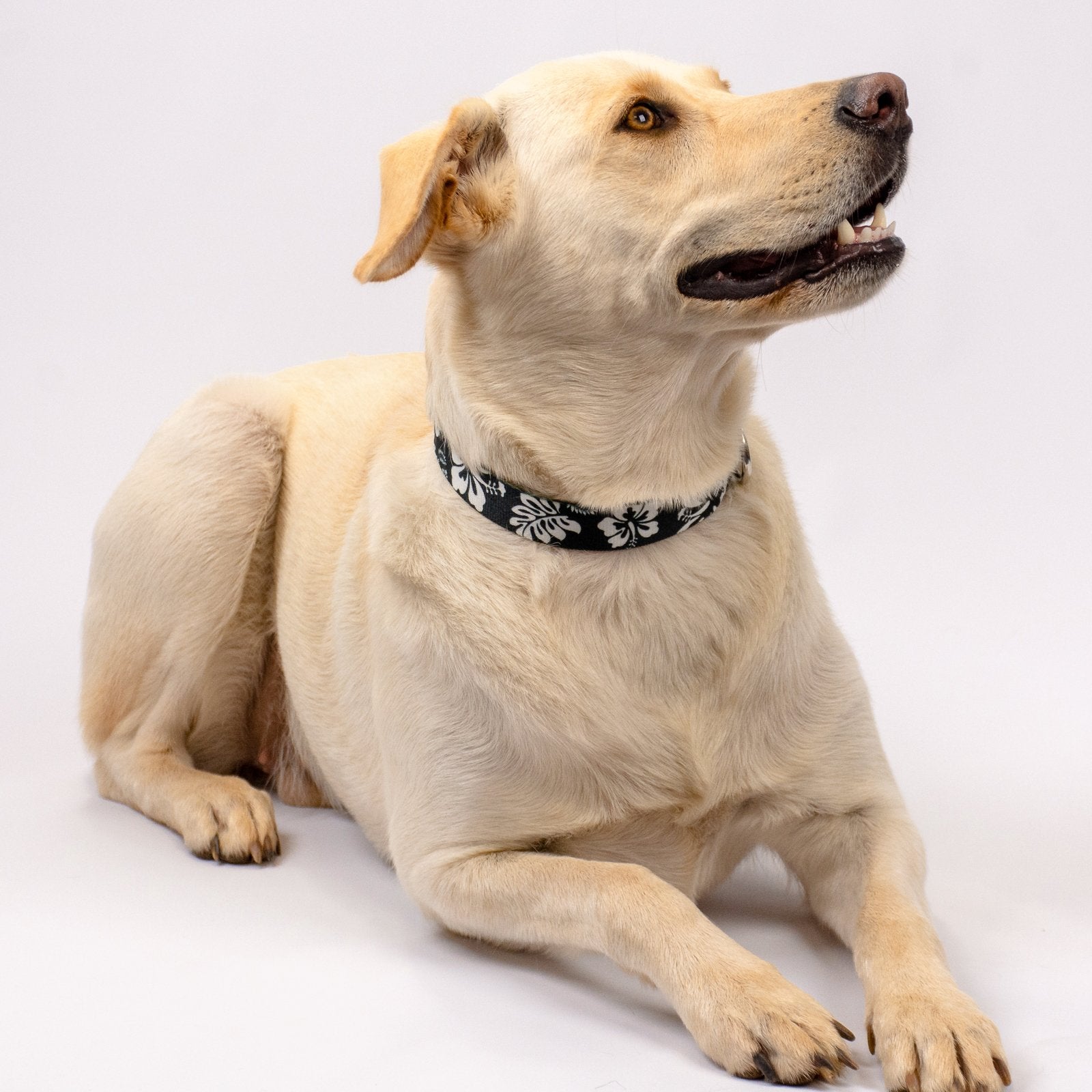 Country Brook Petz - Deluxe Black Hawaiian Dog Collar - Made In The U.S.A. - Summer Breeze Collection Featuring Sunny Designs (3