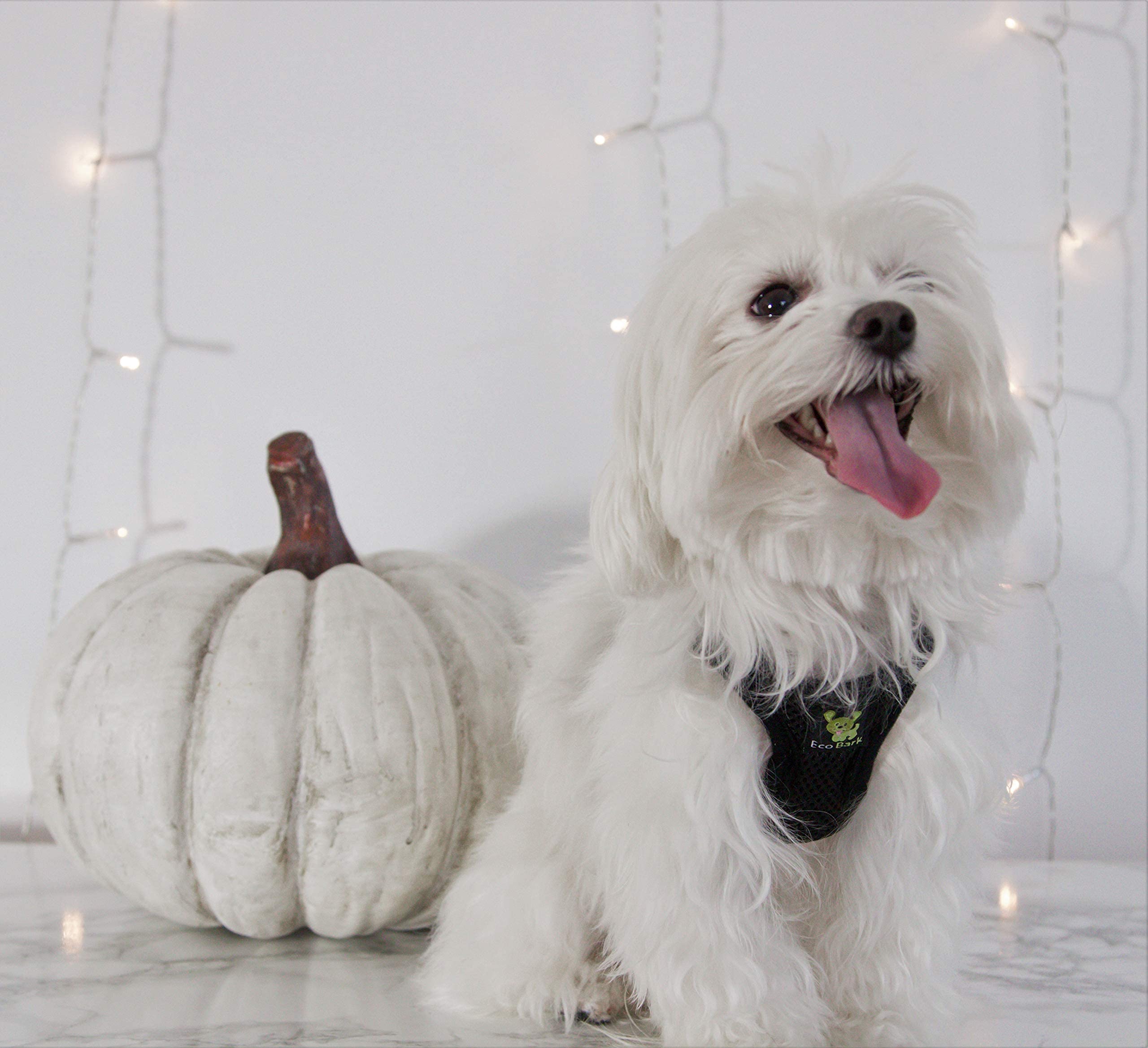 Ecobark Dog Harness - Eco-Friendly Max Comfort Harnesses - Luxurious Soft Mesh Halter - Over The Head Harness Vest- No Pull And No Choke For Puppy, Small Breeds & Medium Dogs (Large, Black)