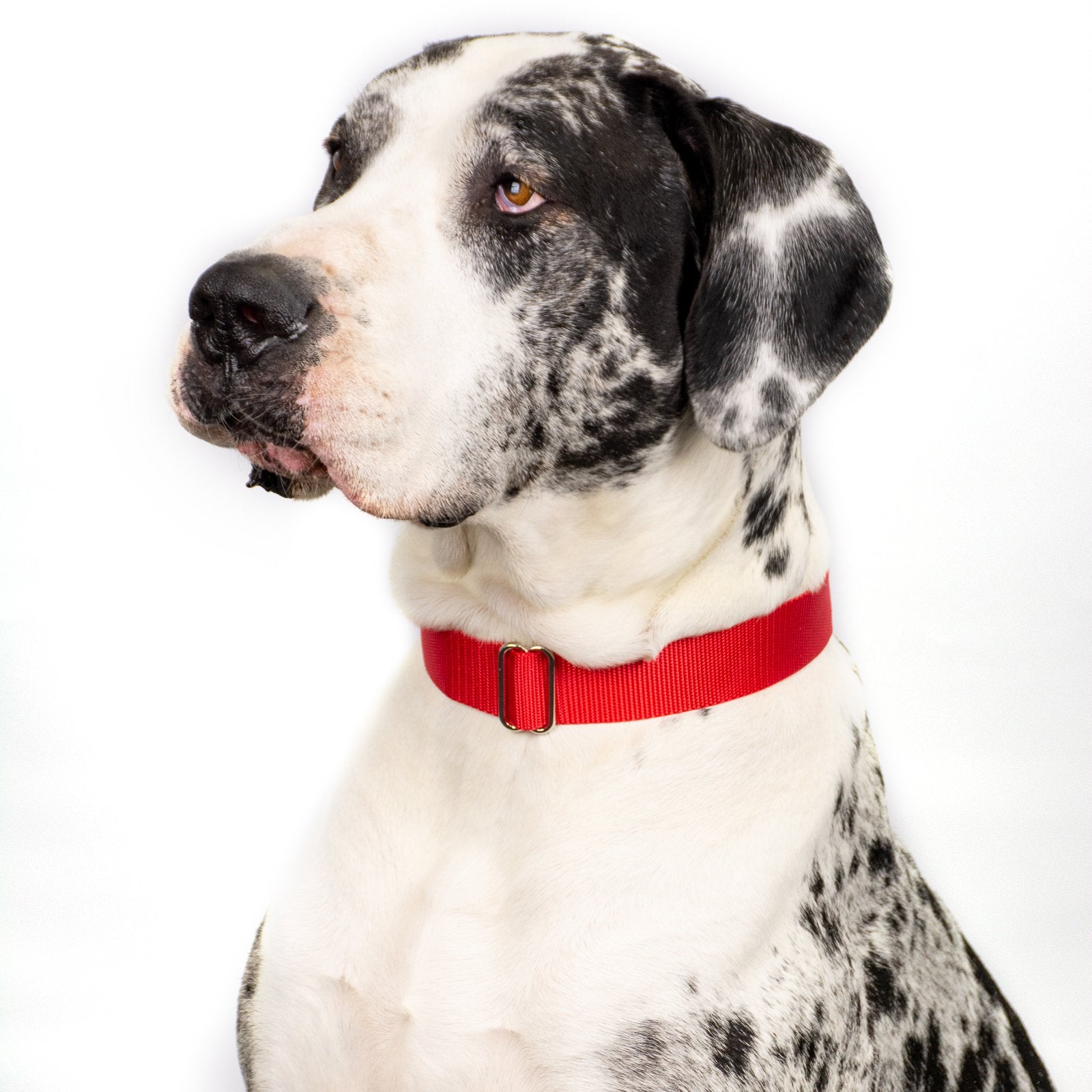 Country Brook Design - Vibrant 30+ Color Selection - Premium Nylon Dog Collar With Metal Buckle (Medium, 3/4 Inch, Red)