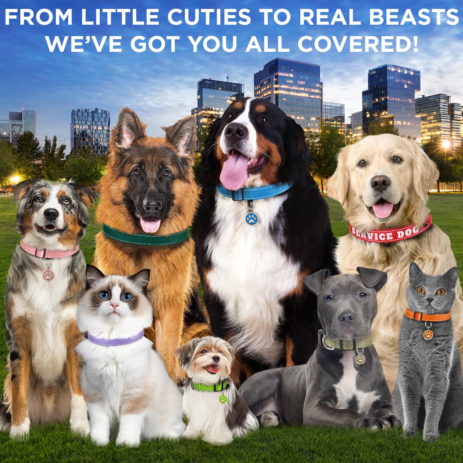 Teceum Reflective Dog Collar - Teal - S - Basic Nylon Pet Collar - Quick Release Buckle - Fits Small, Medium And Large Dogs, Pup