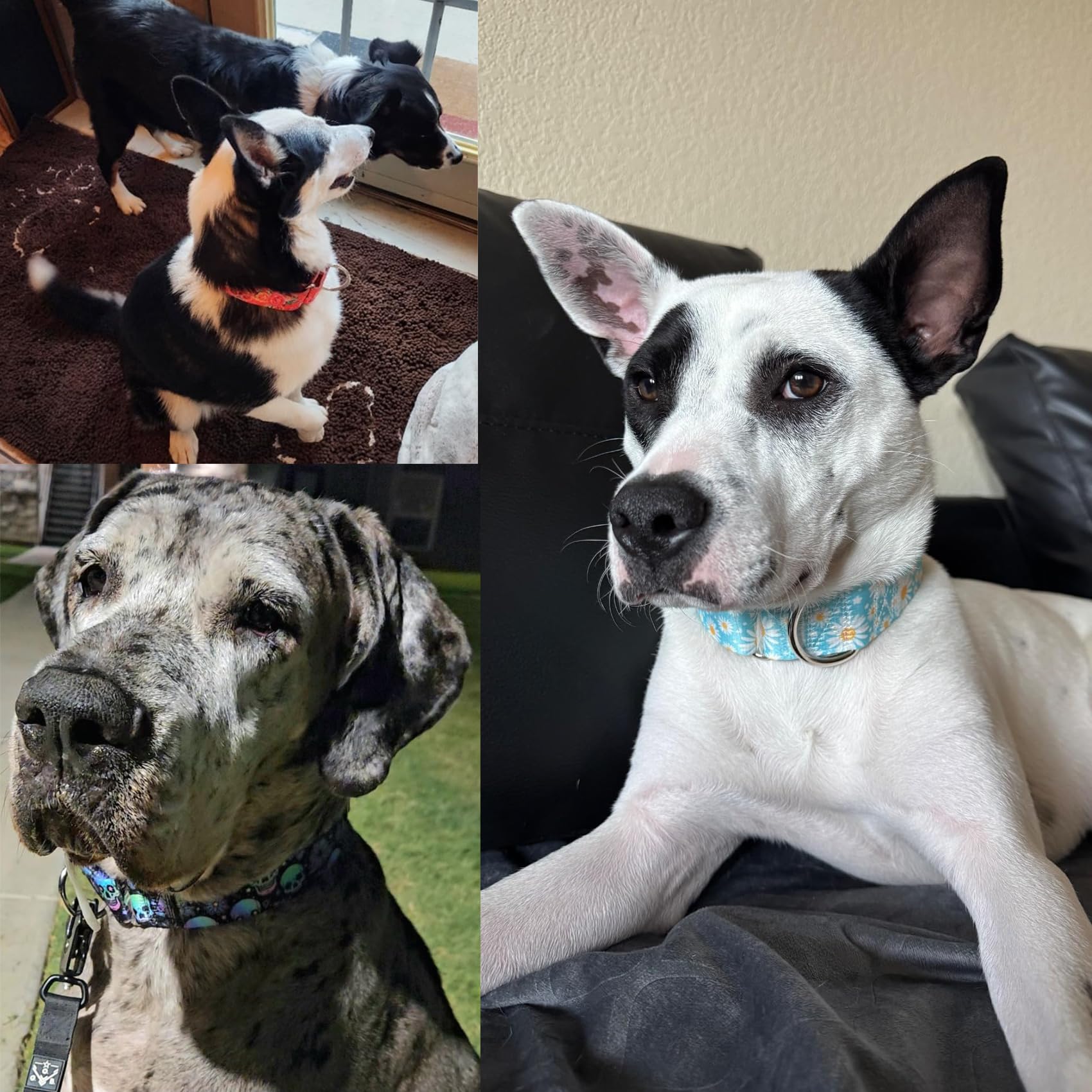 1.5 Inch Skulls Martingale Collar For Dogs, Wide,Big&Thick Dog Collar,Heavy-Duty Training Collar For Medium Large Extra Large Do