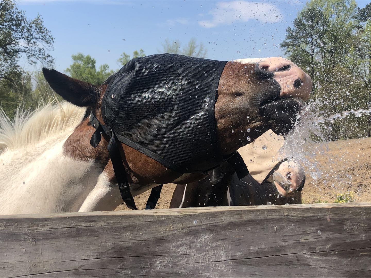 EquiVizor 95% UV Eye Protection (COB) Standard Horse Fly Mask - Help with Uveitis, Corneal Ulcer, Light Sensitivity. Designed to