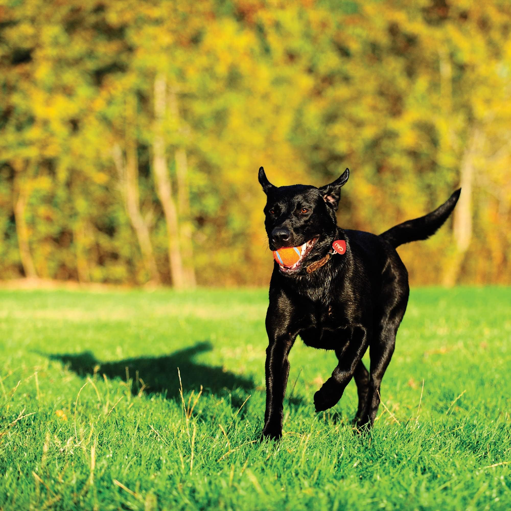 Chuckit! Dog Tennis Ball Dog Toy, Medium (2.5 Inch Diameter) For Dogs 20-60 Lbs, Shrink Wrap Pack Of 2