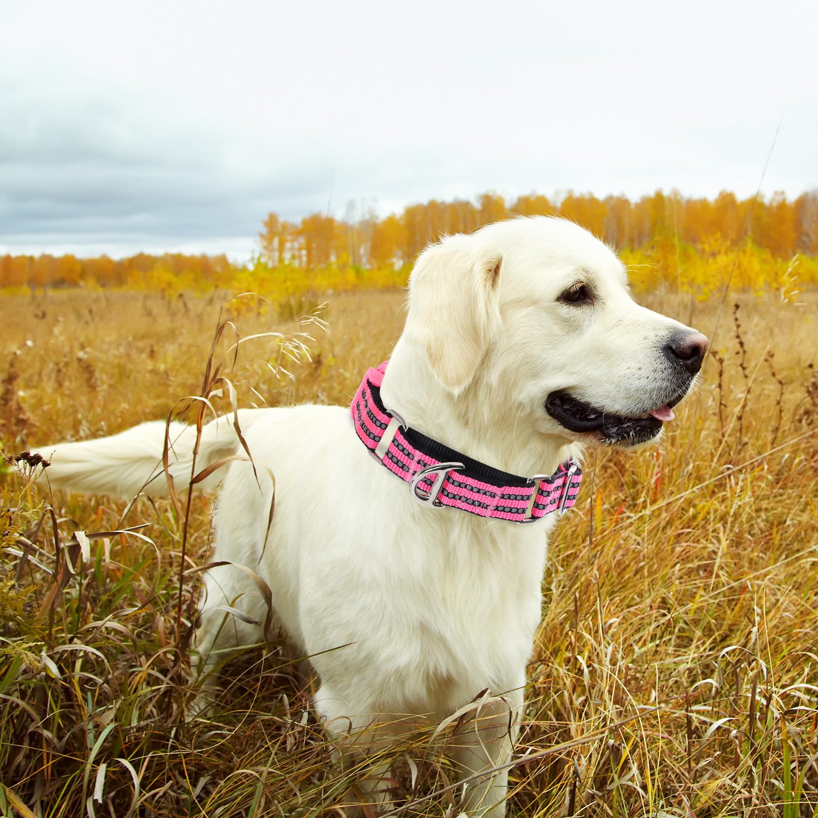 Onefojojo Martingale Dog Collars Reflective Nylon Dog Collar With Quick Release Buckle Adjustable Training No Slip Dog Collar (S