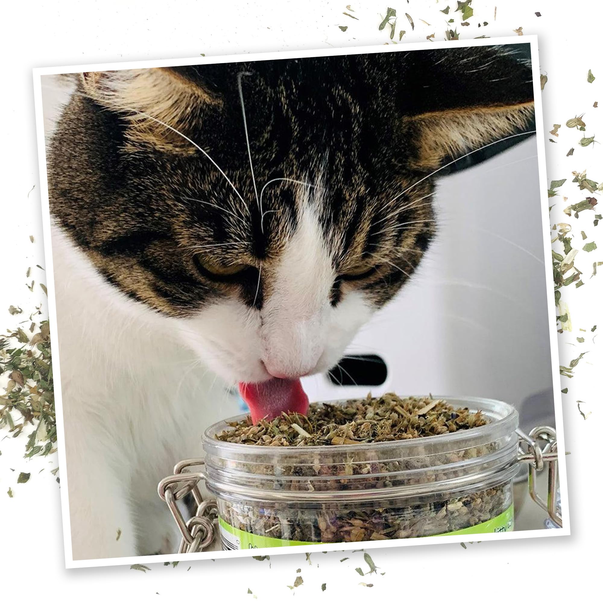 Meowijuana | Catnip Pawty Mix Jar | Premium Organic Catnip | Grown in North America | Irresistible Blend for Feline Entertainmen